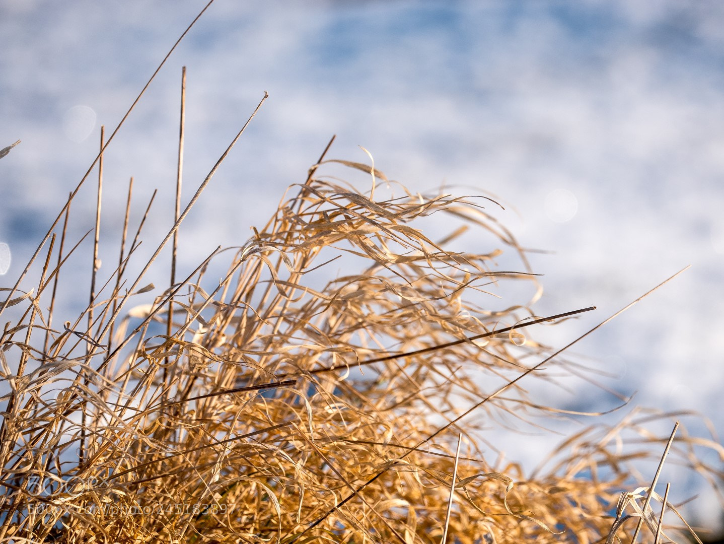 Panasonic Lumix DMC-GX85 (Lumix DMC-GX80 / Lumix DMC-GX7 Mark II) sample photo. Winter grass by the photography