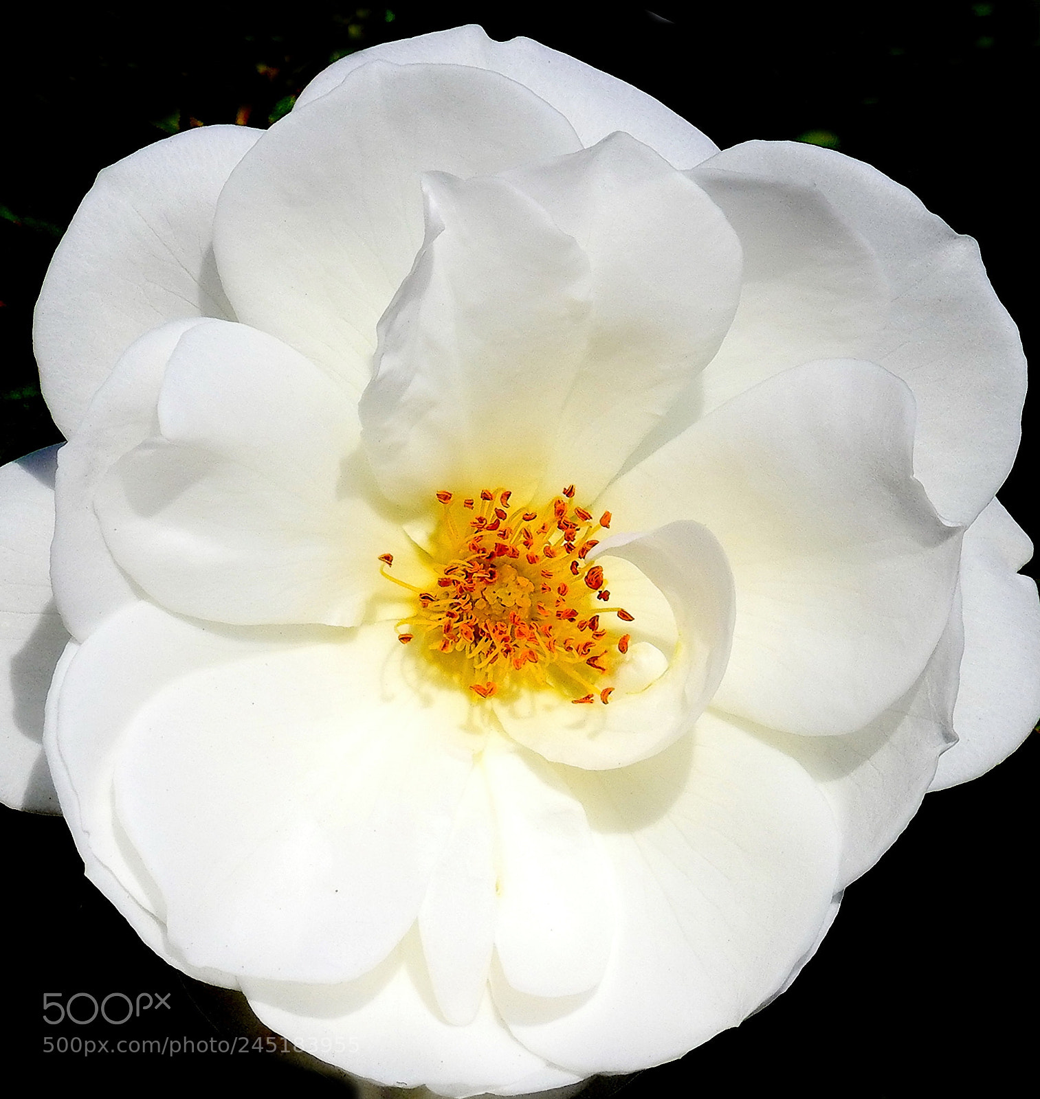 Nikon Coolpix P900 sample photo. White carnation photography