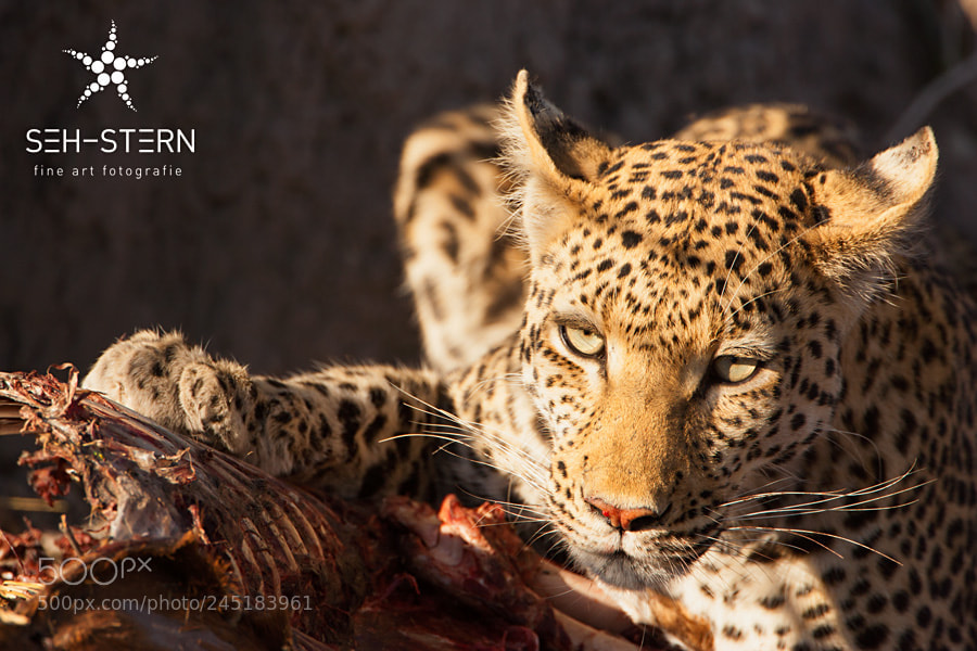 Canon EOS-1D Mark II sample photo. Leopard photography