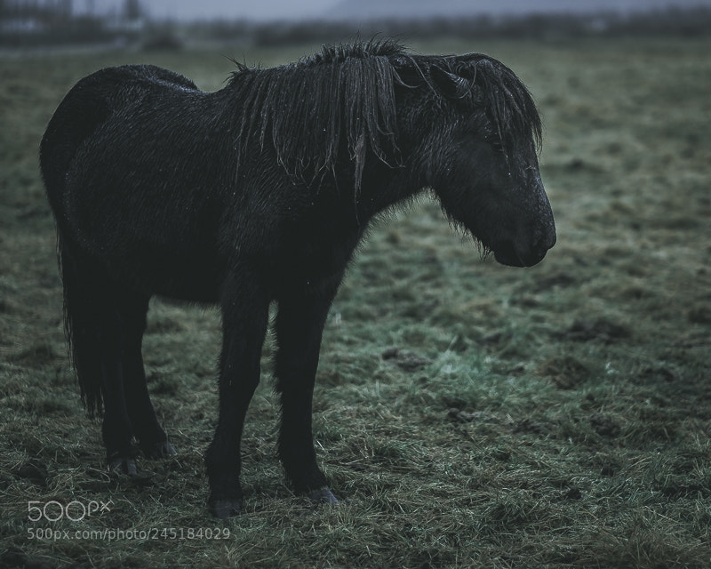 Fujifilm X-T1 sample photo. Tiny horses in iceland photography