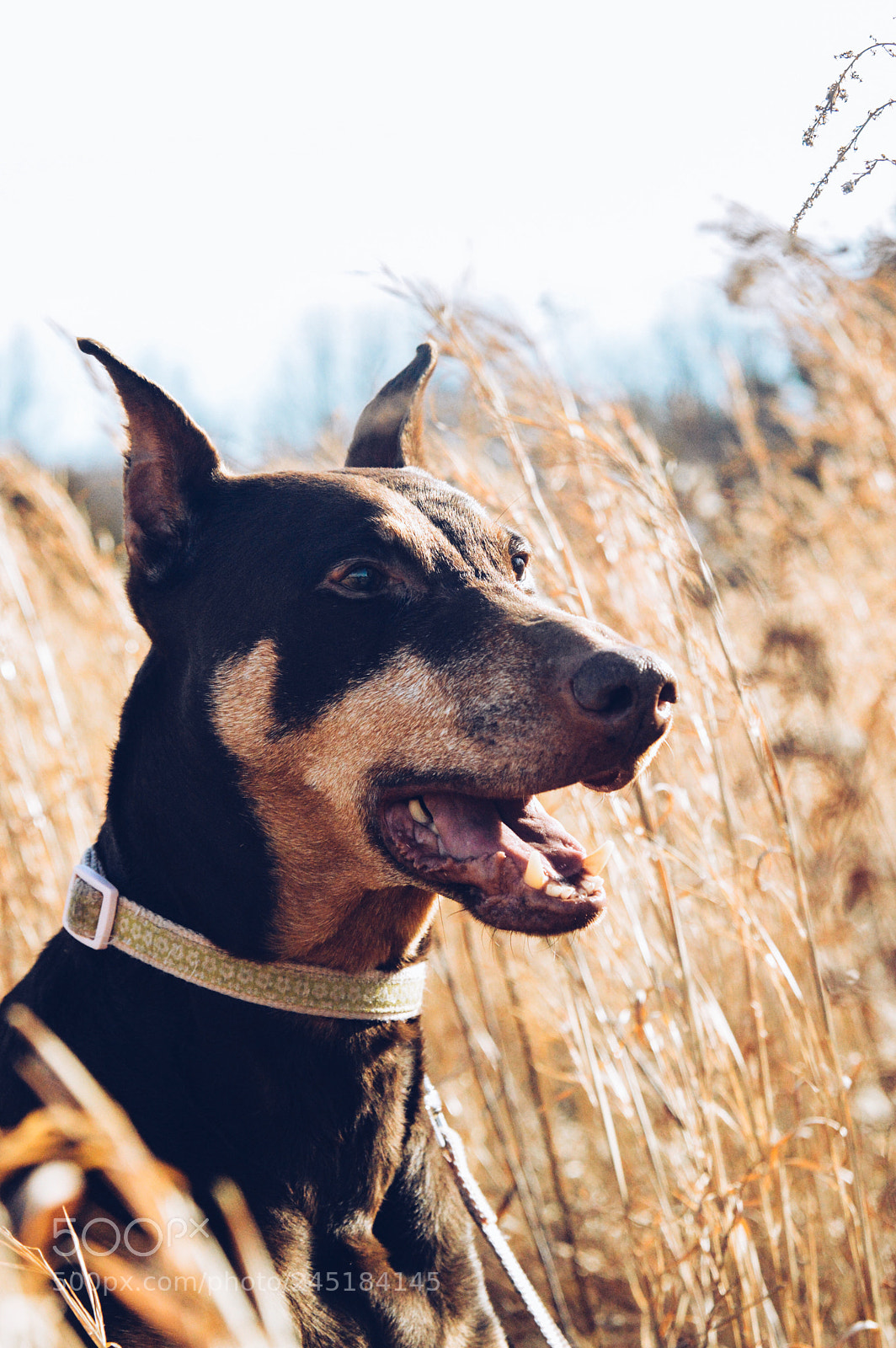 Nikon D3200 sample photo. This dog and i photography