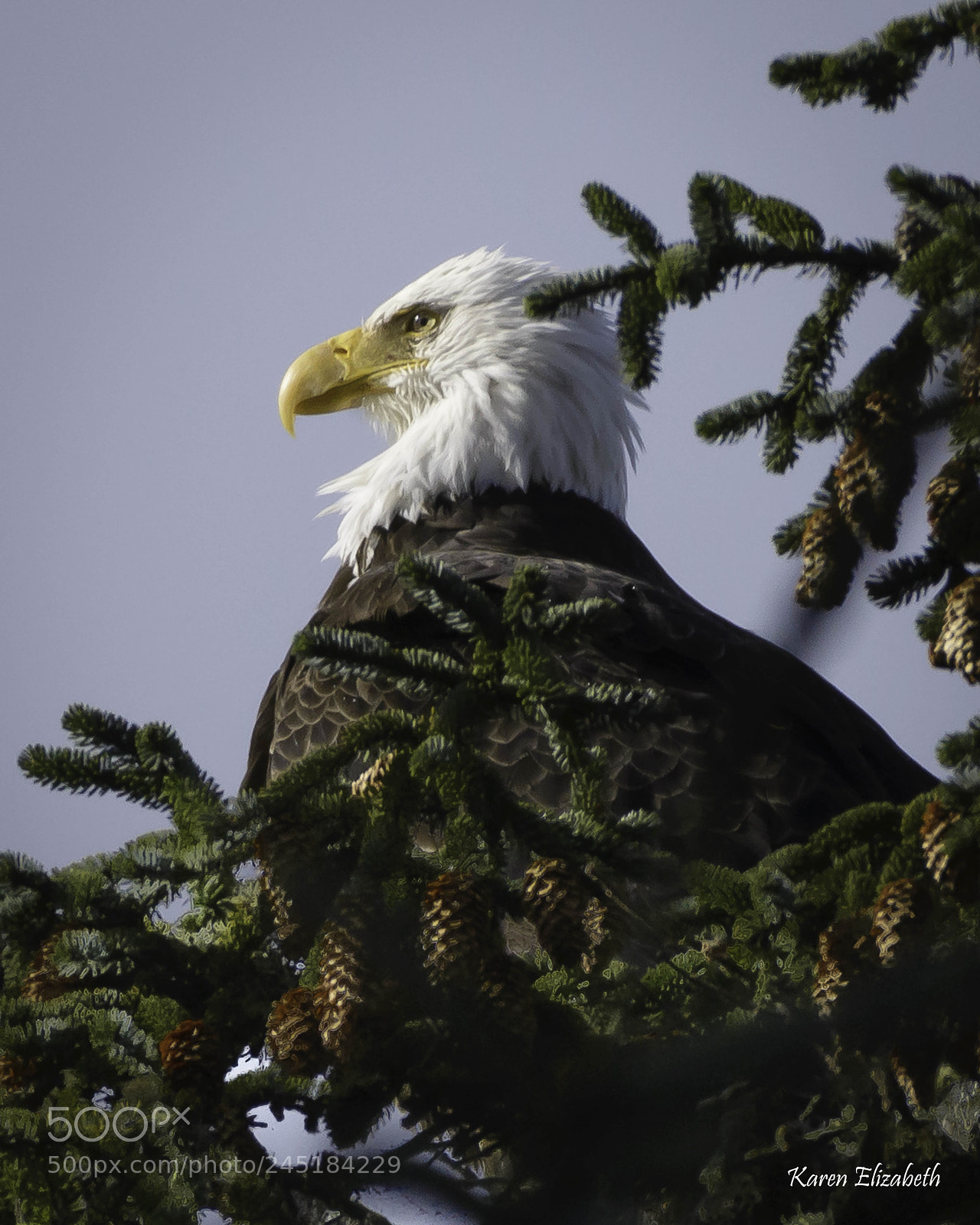 Nikon D600 sample photo. Eagle eye! photography