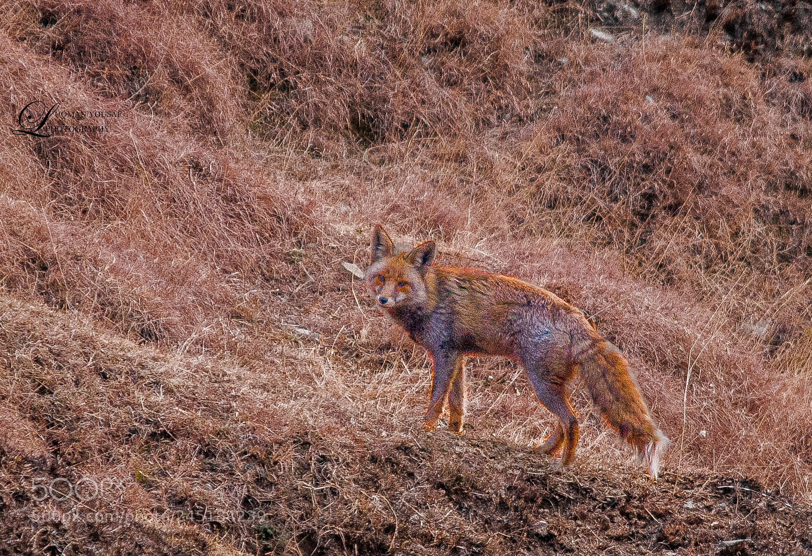 Canon EOS 40D sample photo. Red fox photography