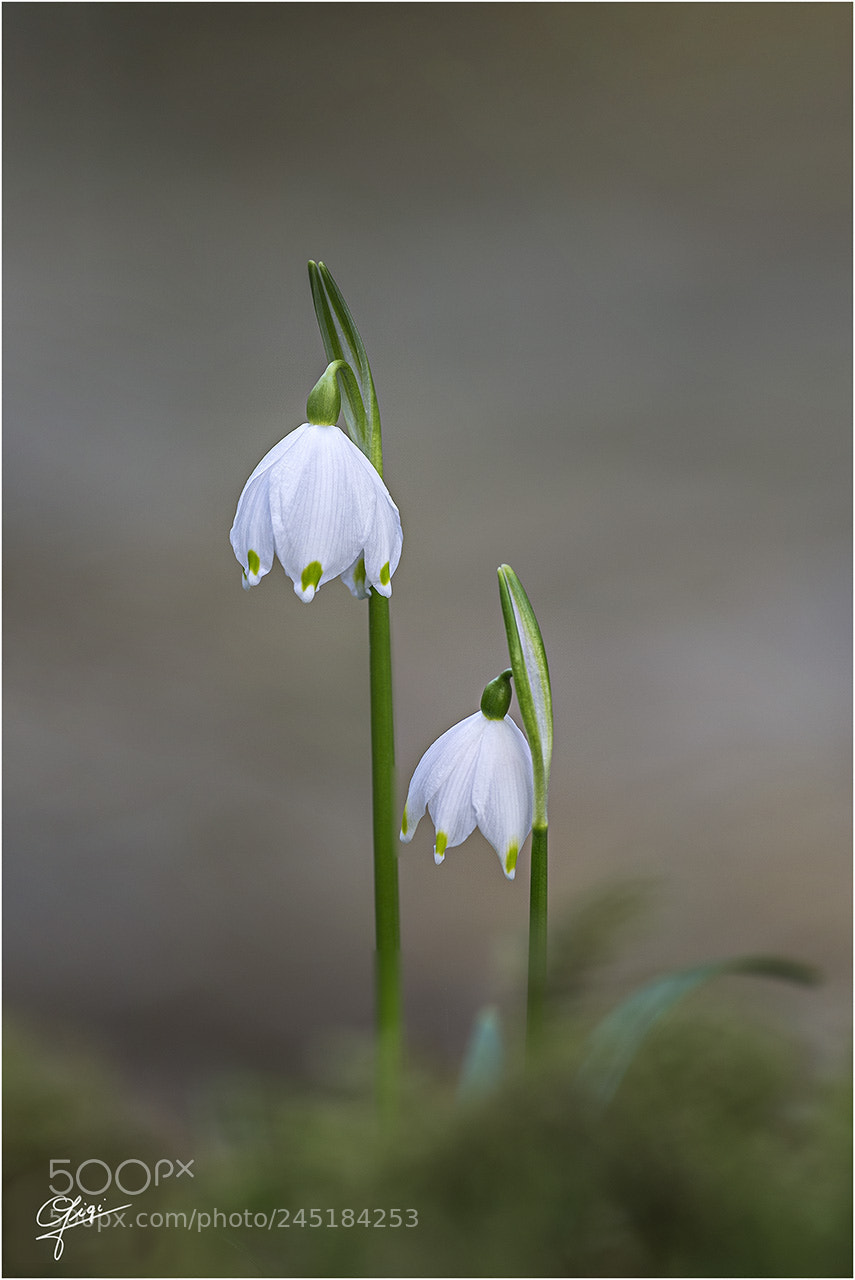 Nikon D610 sample photo. Leucojum vernum photography