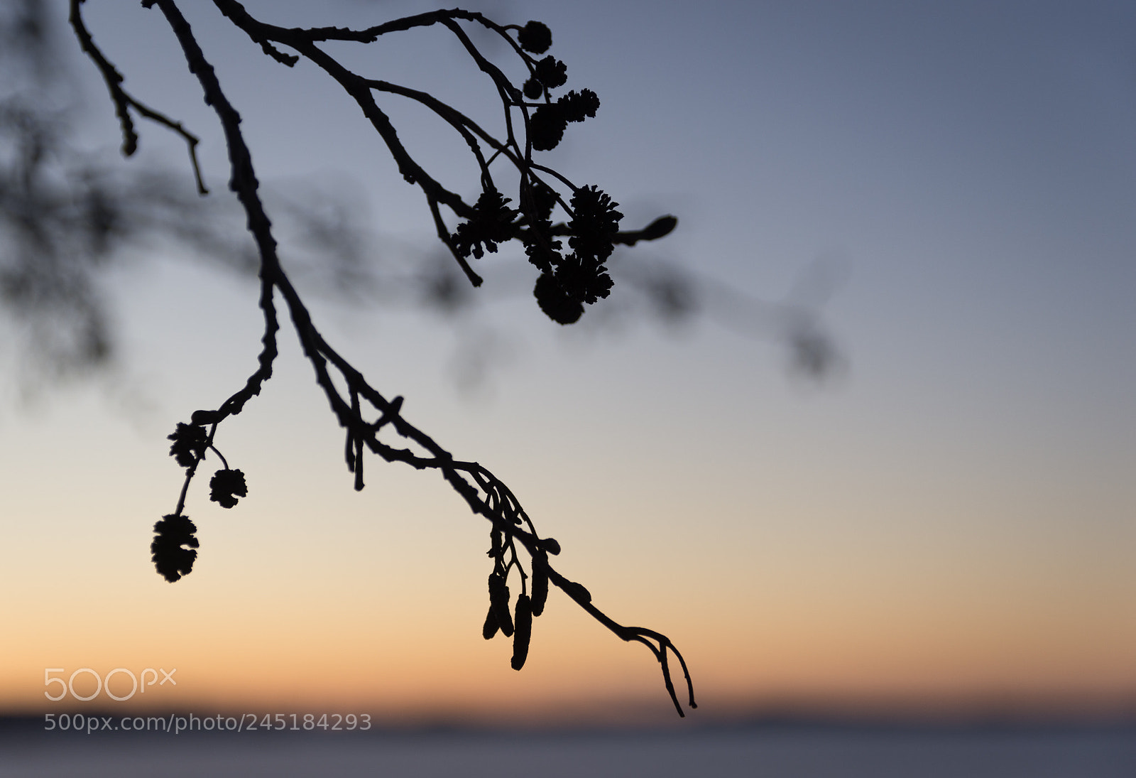 Nikon D7200 sample photo. Branch silhouette at sunset photography