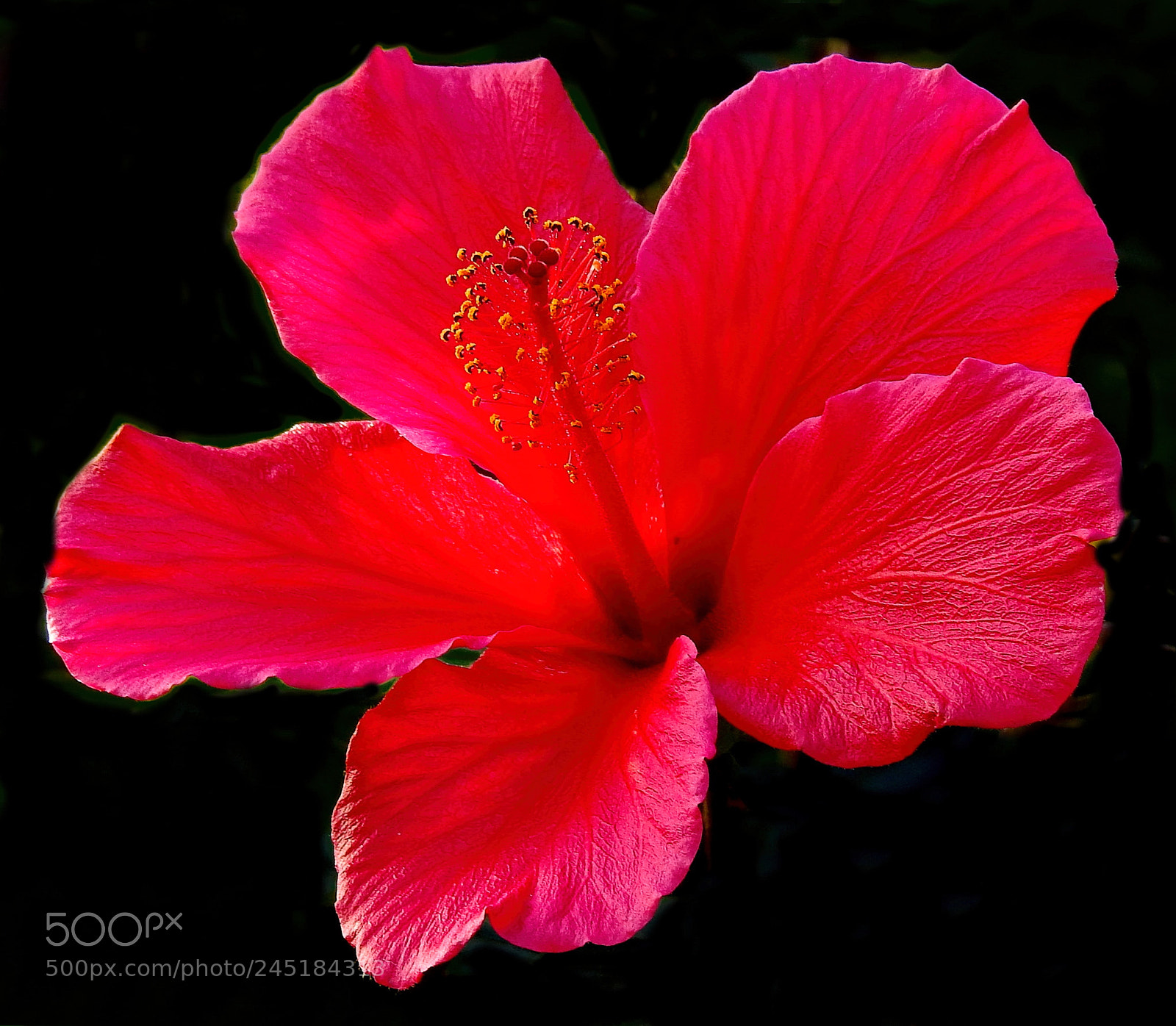 Nikon Coolpix P900 sample photo. Red hibiscus flower two photography
