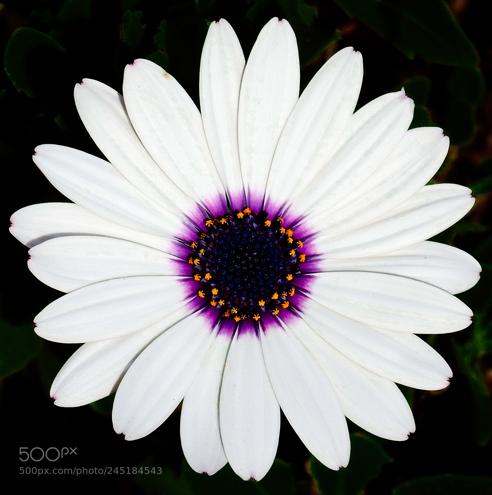 Nikon Coolpix P900 sample photo. White and purple daisy photography