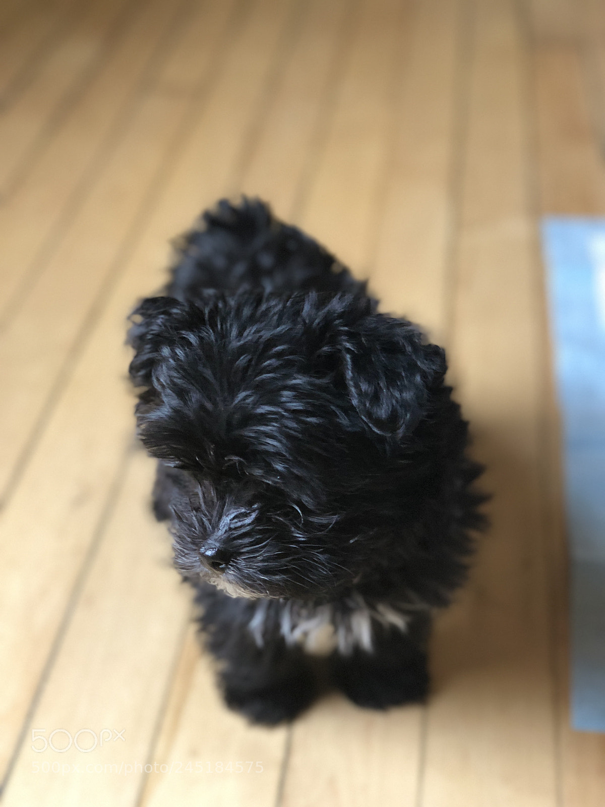 Apple iPhone X sample photo. Bored photography
