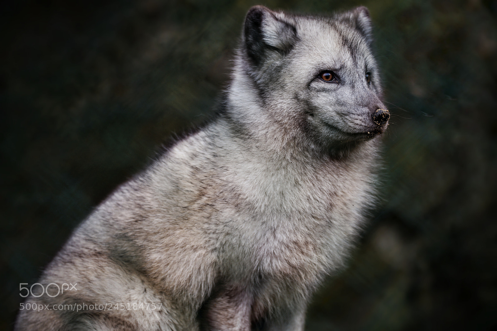 Sony a7 II sample photo. Polar habitat photography