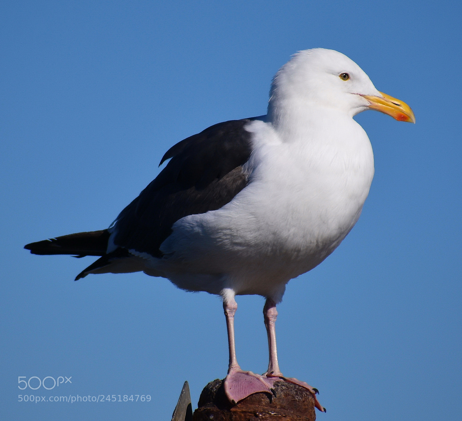 Nikon D7200 sample photo. Seagull watching the ocean photography