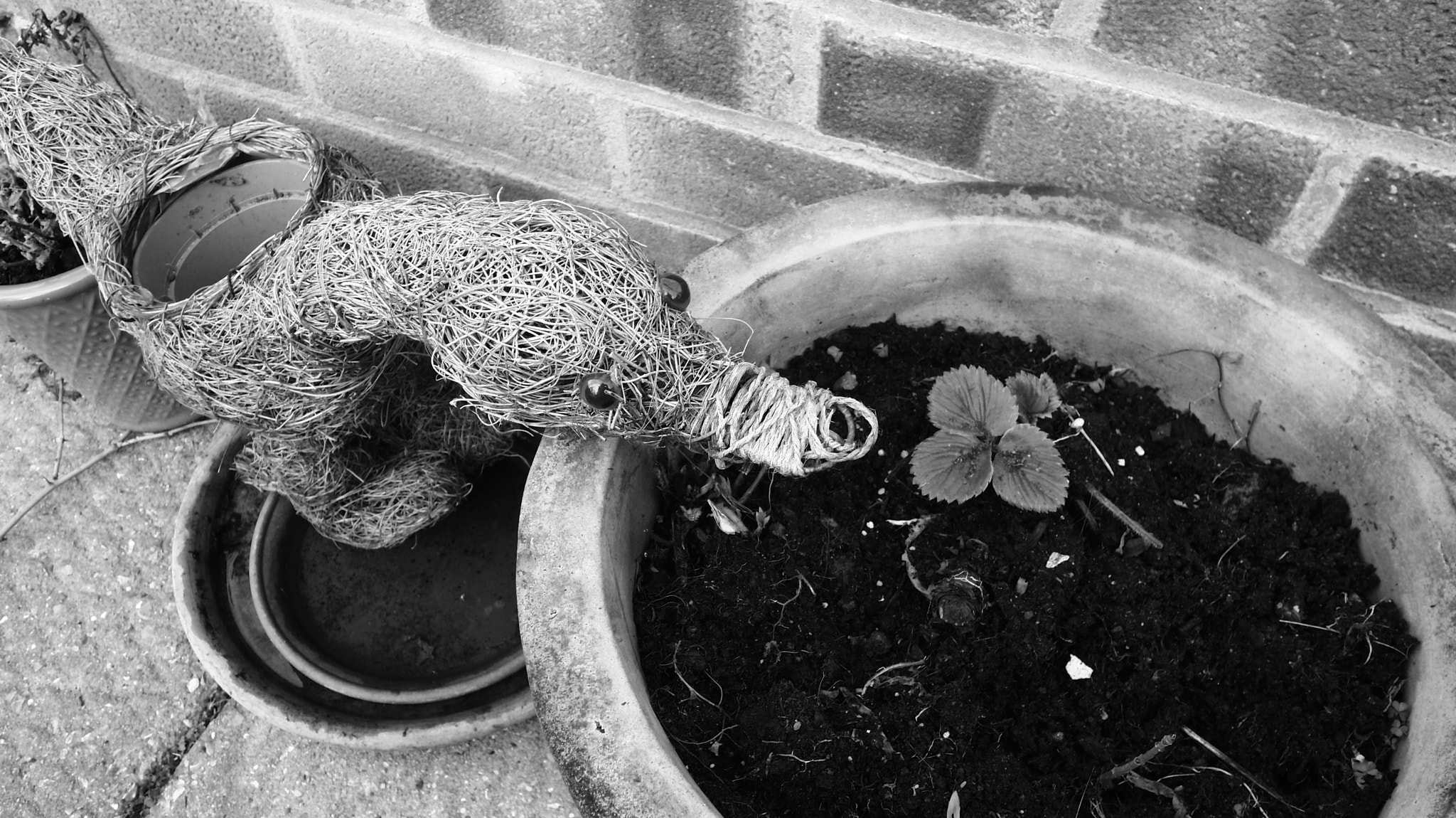 Samsung EX1 sample photo. Mr duck photography