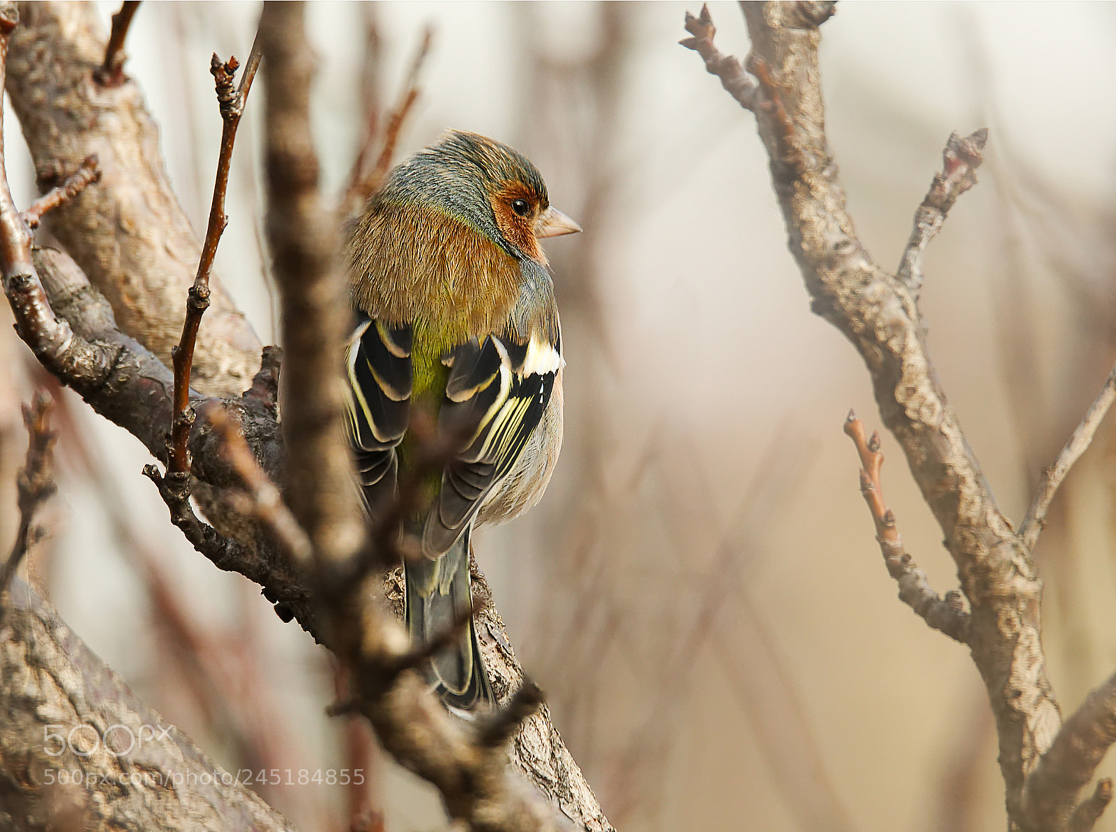 Nikon D500 sample photo. Fringuello photography