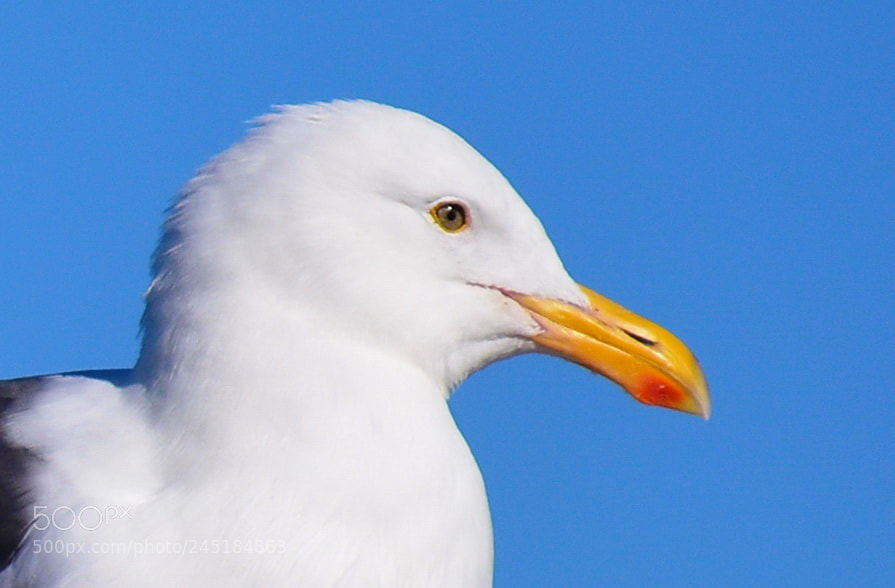 Nikon D7200 sample photo. Seagull portrait watching the photography