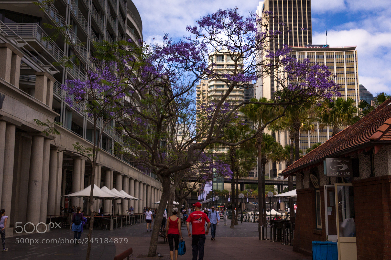 Canon EOS 60D sample photo. Circular quay photography
