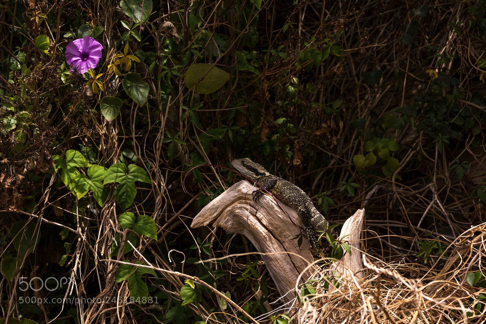 Canon EOS 60D sample photo. Manly nature walk photography