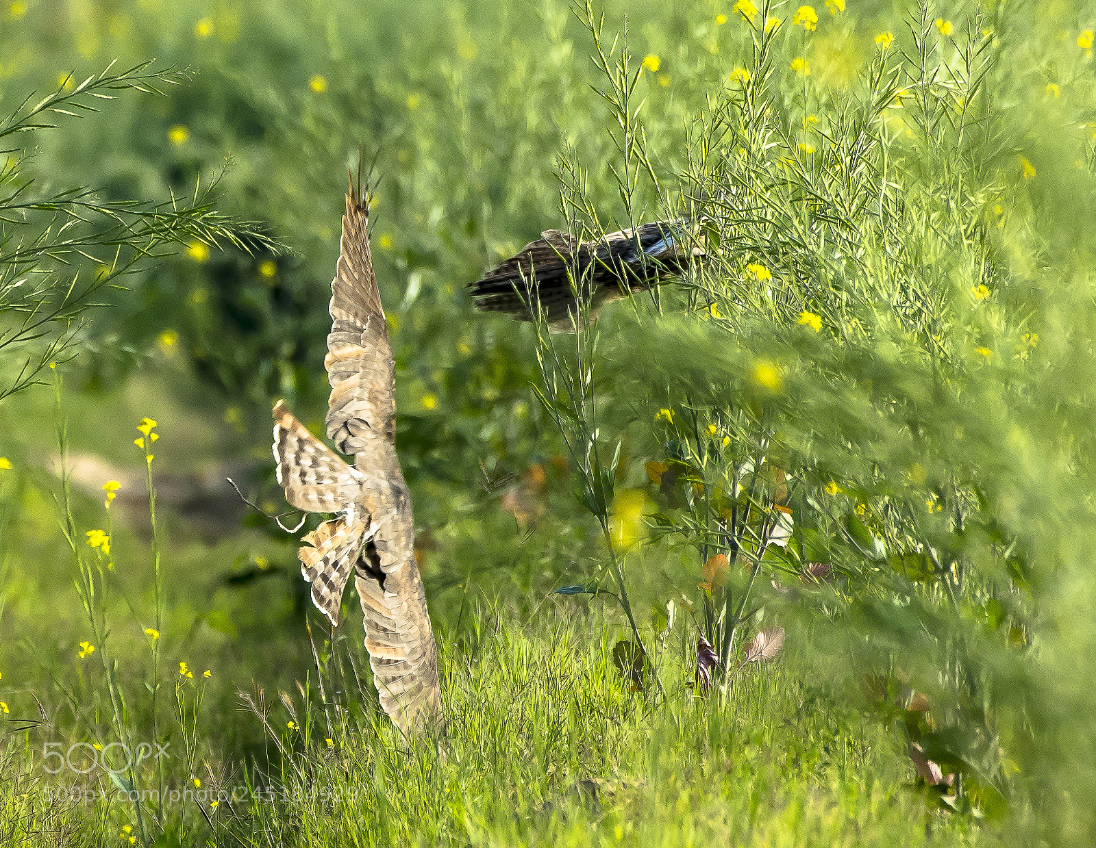 Nikon D850 sample photo. The ultra low chase photography