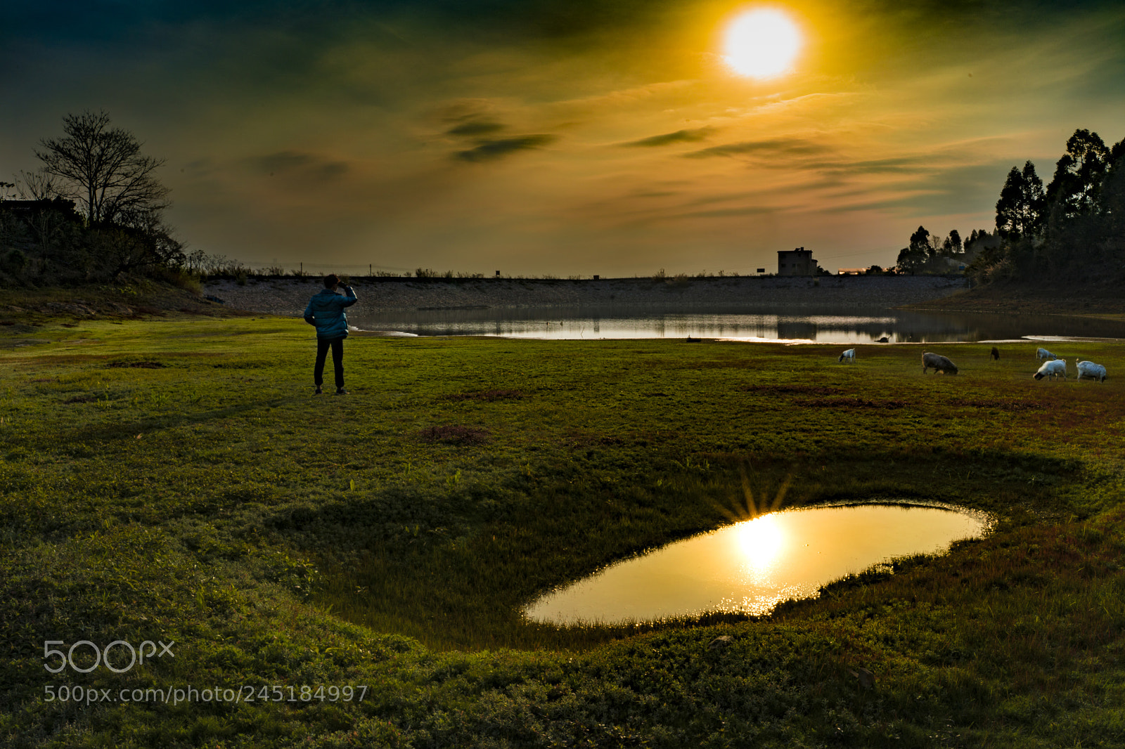 Sony a7R II sample photo. Nature green photography