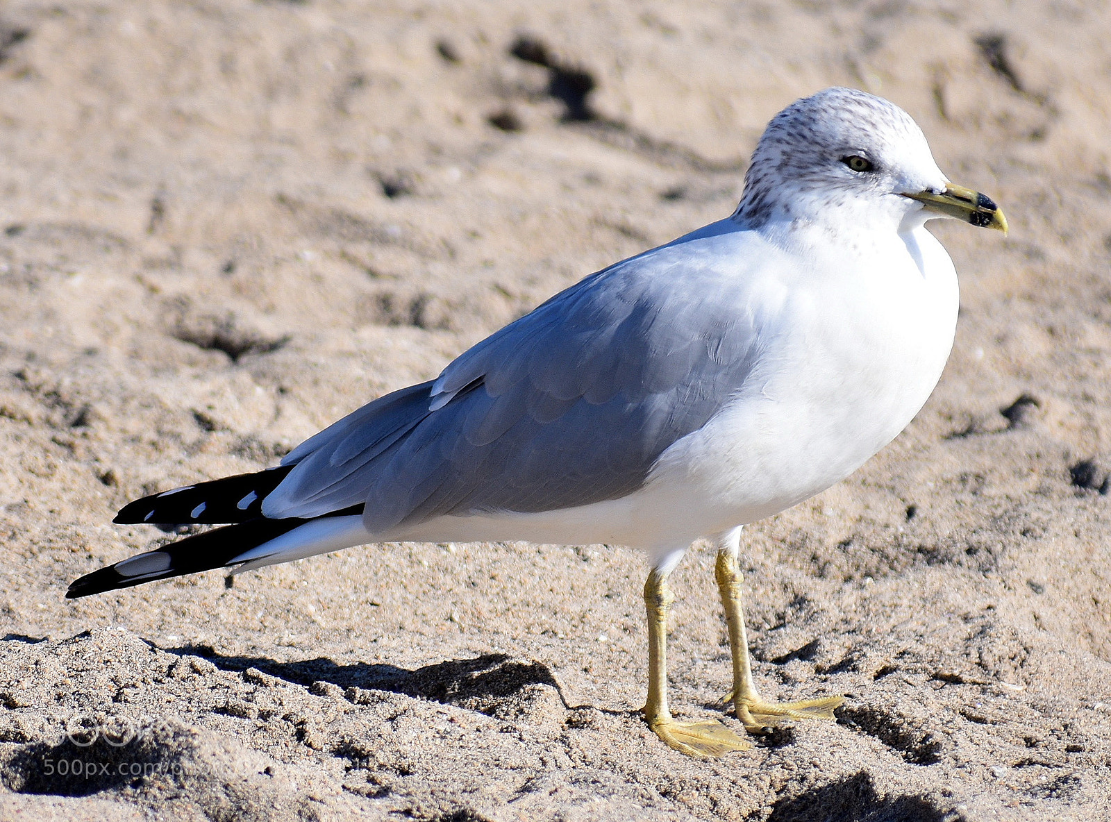 Nikon D7200 sample photo. Baby seagull watching you photography
