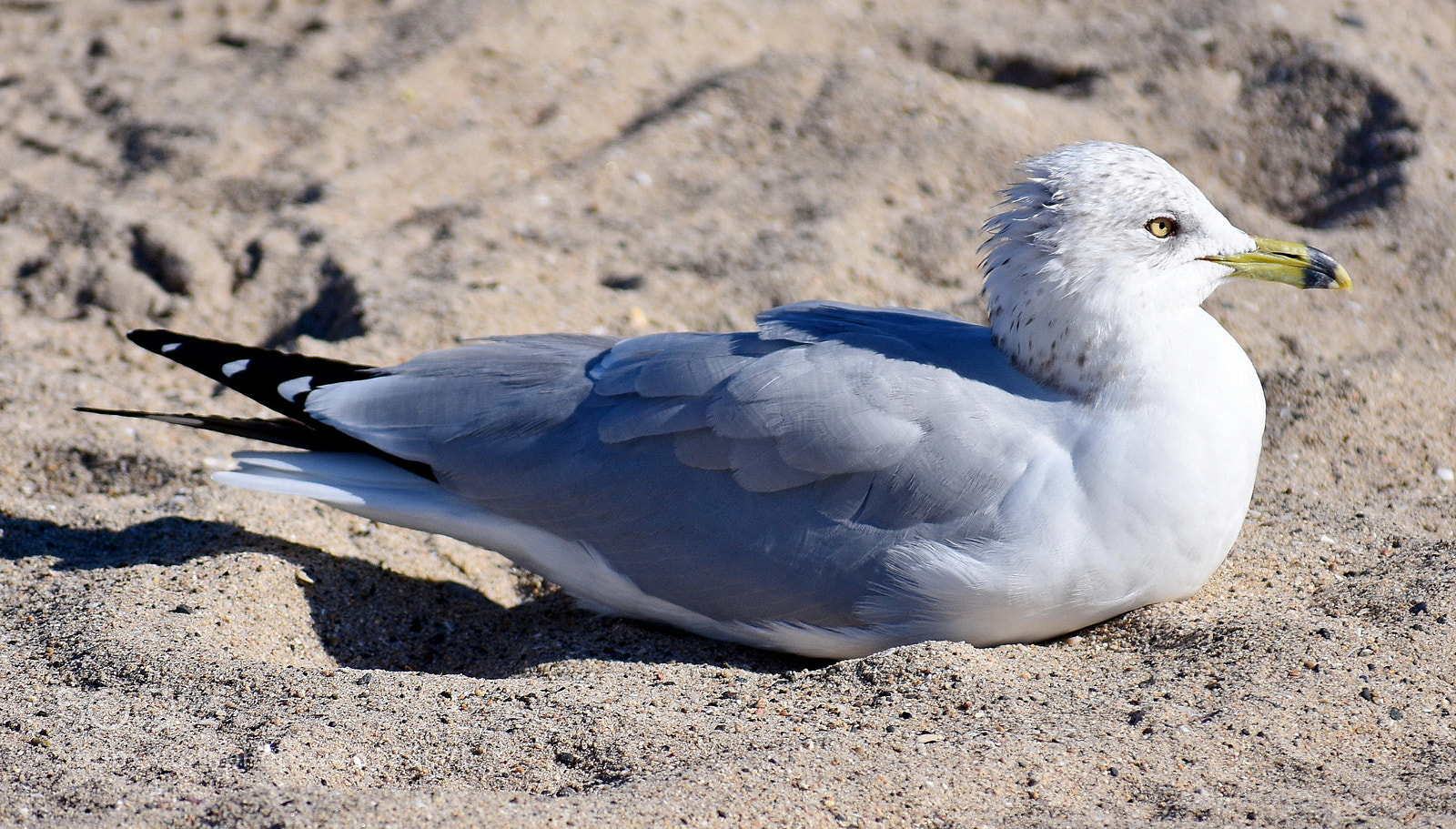 Nikon D7200 sample photo. Baby seagull sun bathing photography
