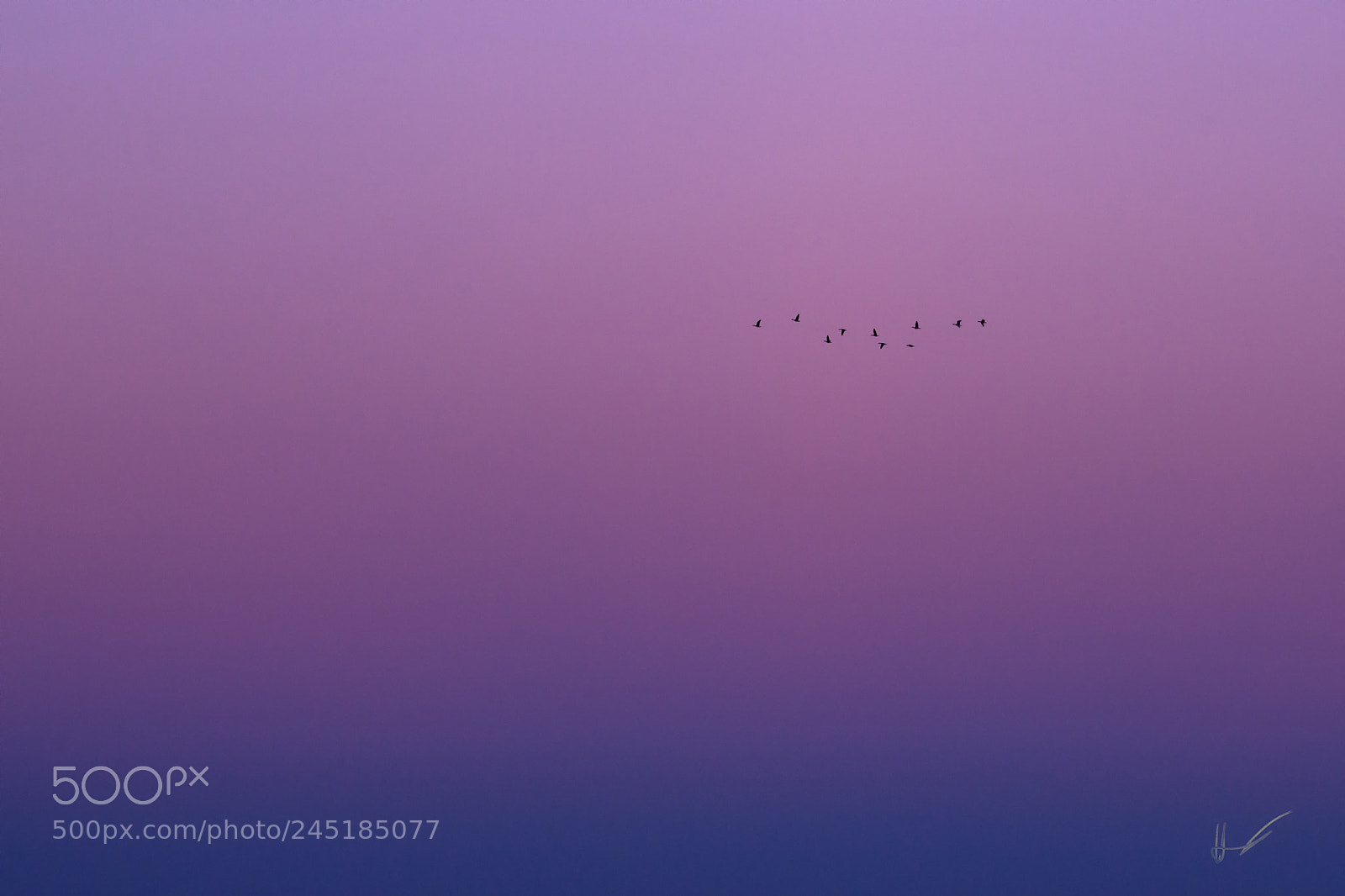 Nikon D800 sample photo. Flying away photography