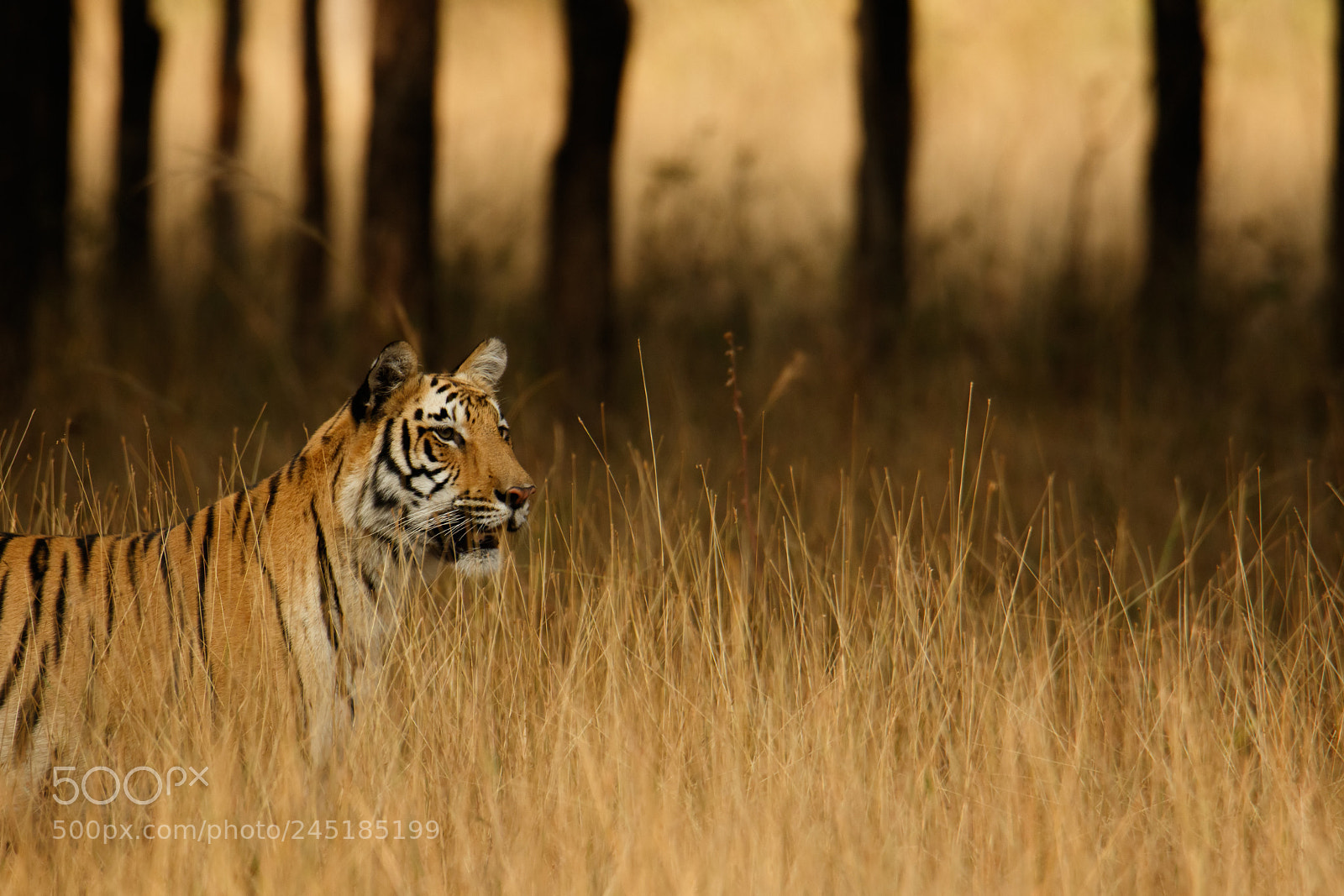 Canon EOS 7D Mark II sample photo. Tiger photography