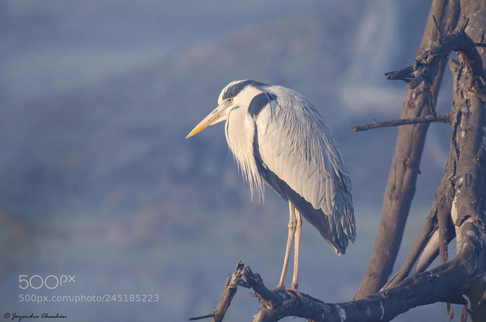 Nikon D5100 sample photo. Grey heron photography