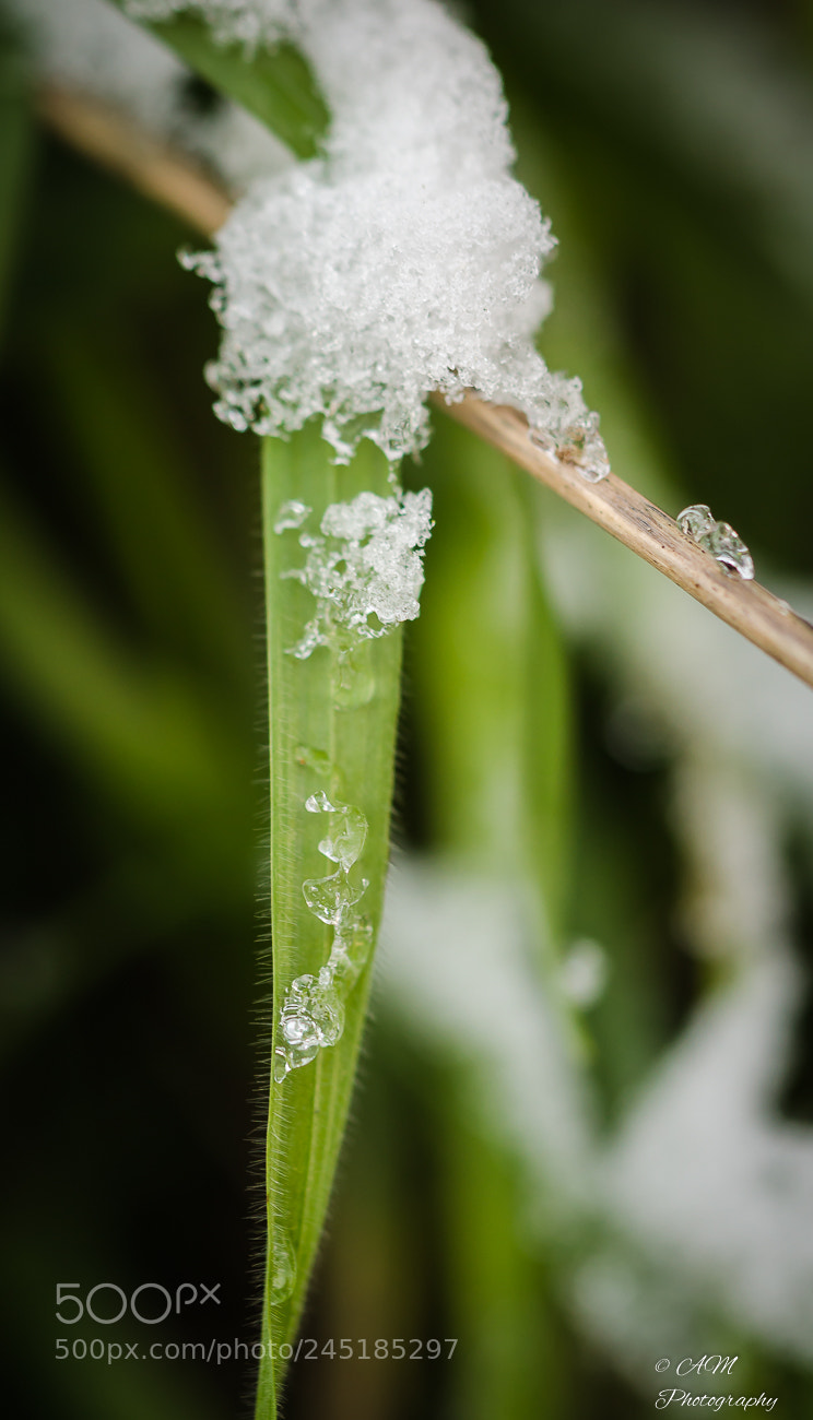 Nikon D5100 sample photo. Schneeschmelze photography