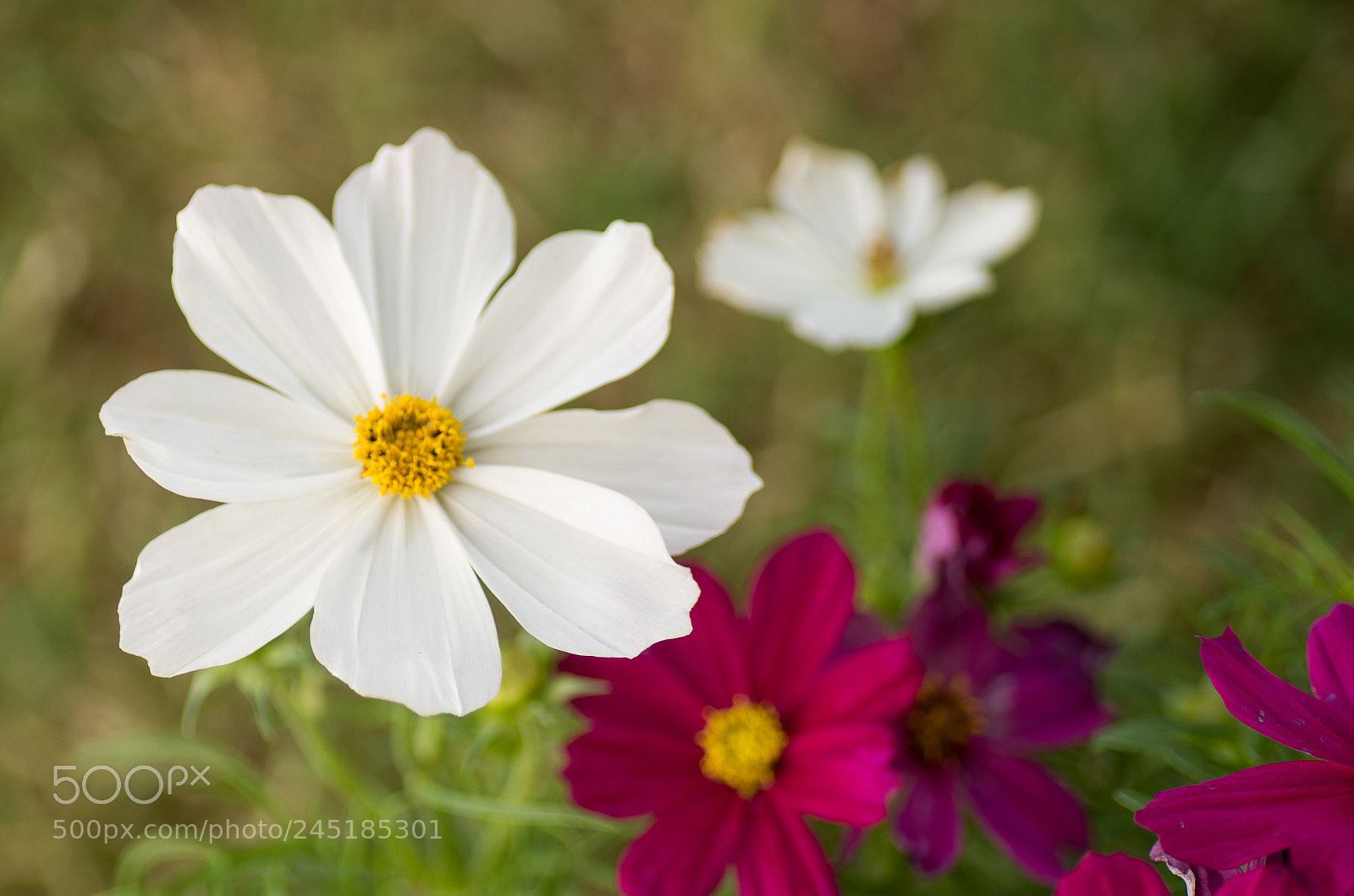 Pentax K-500 sample photo. Cosmos photography