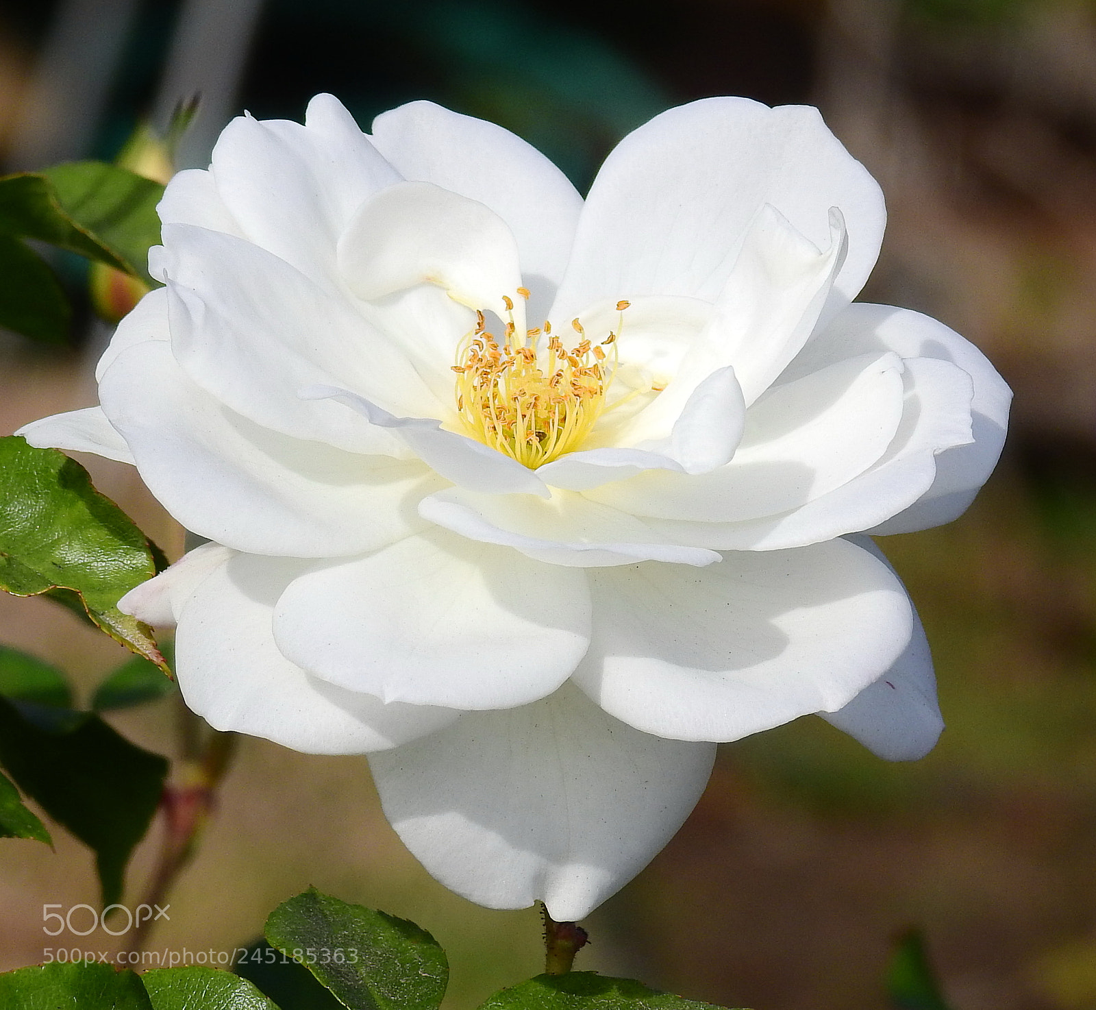 Nikon Coolpix P900 sample photo. A lovely white carnation photography