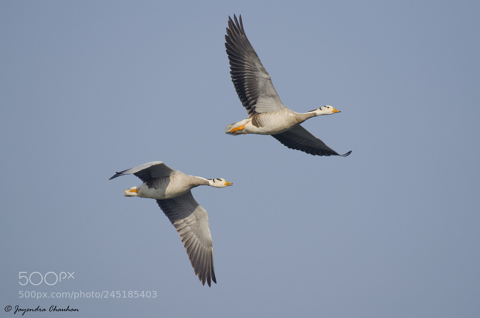 Nikon D5100 sample photo. Bar headed goose photography