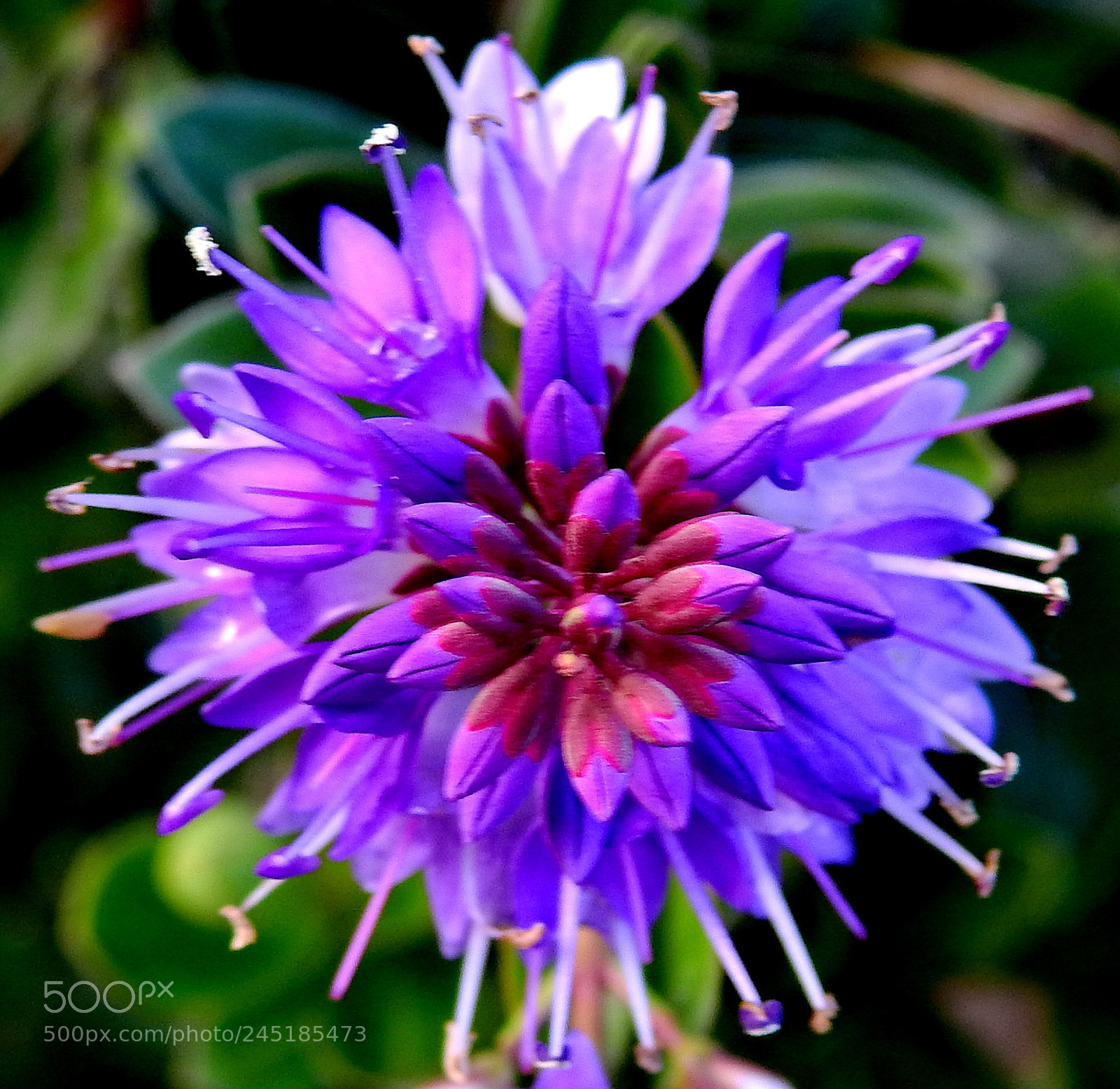 Nikon Coolpix P900 sample photo. A purple flower photography