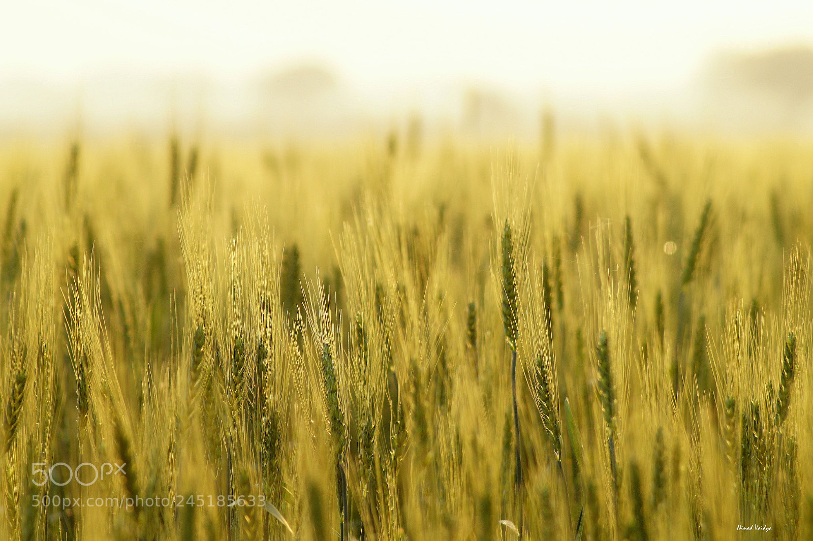 Sony SLT-A58 sample photo. Wheat field photography