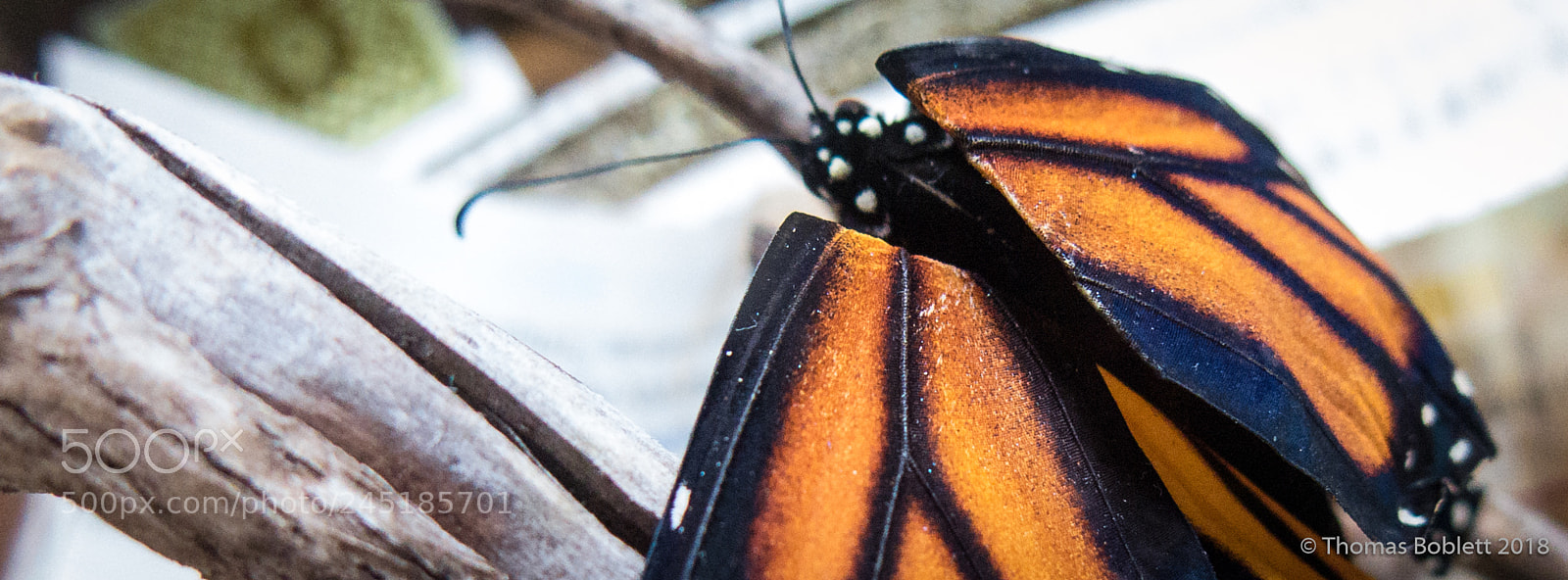 Canon PowerShot G16 sample photo. Monarch butterfly photography