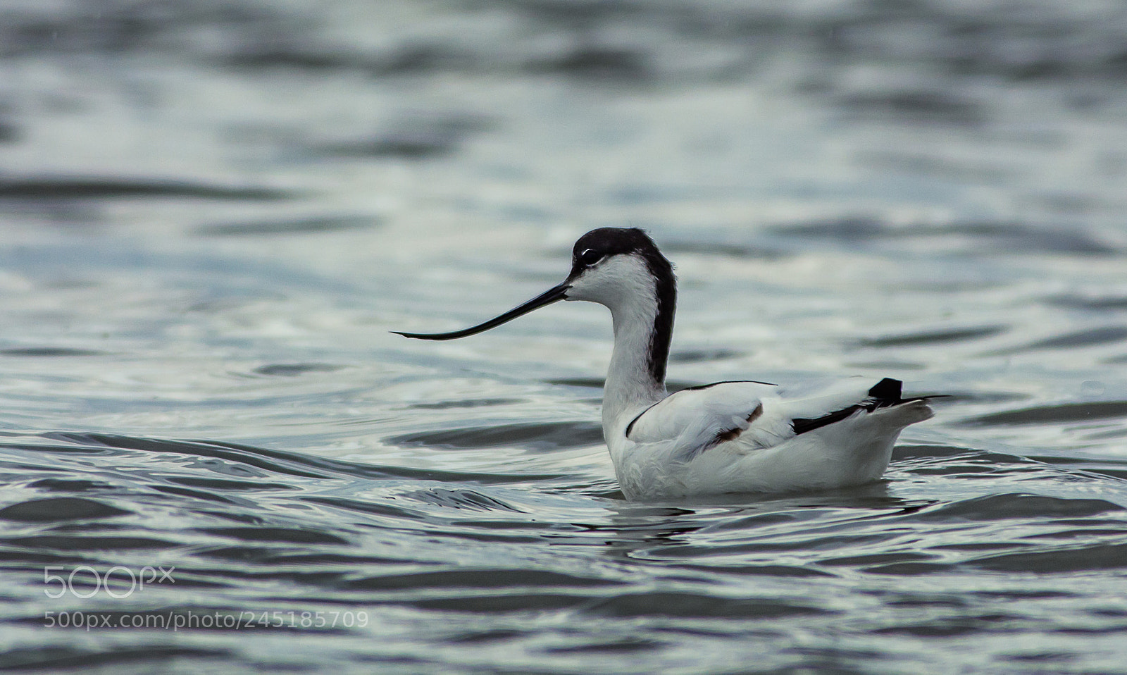 Nikon D7100 sample photo. Pied avocet photography