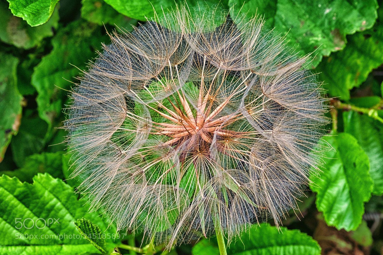 Fujifilm X-T1 sample photo. Wiesen bocksbart (tragopogon pratensis) photography