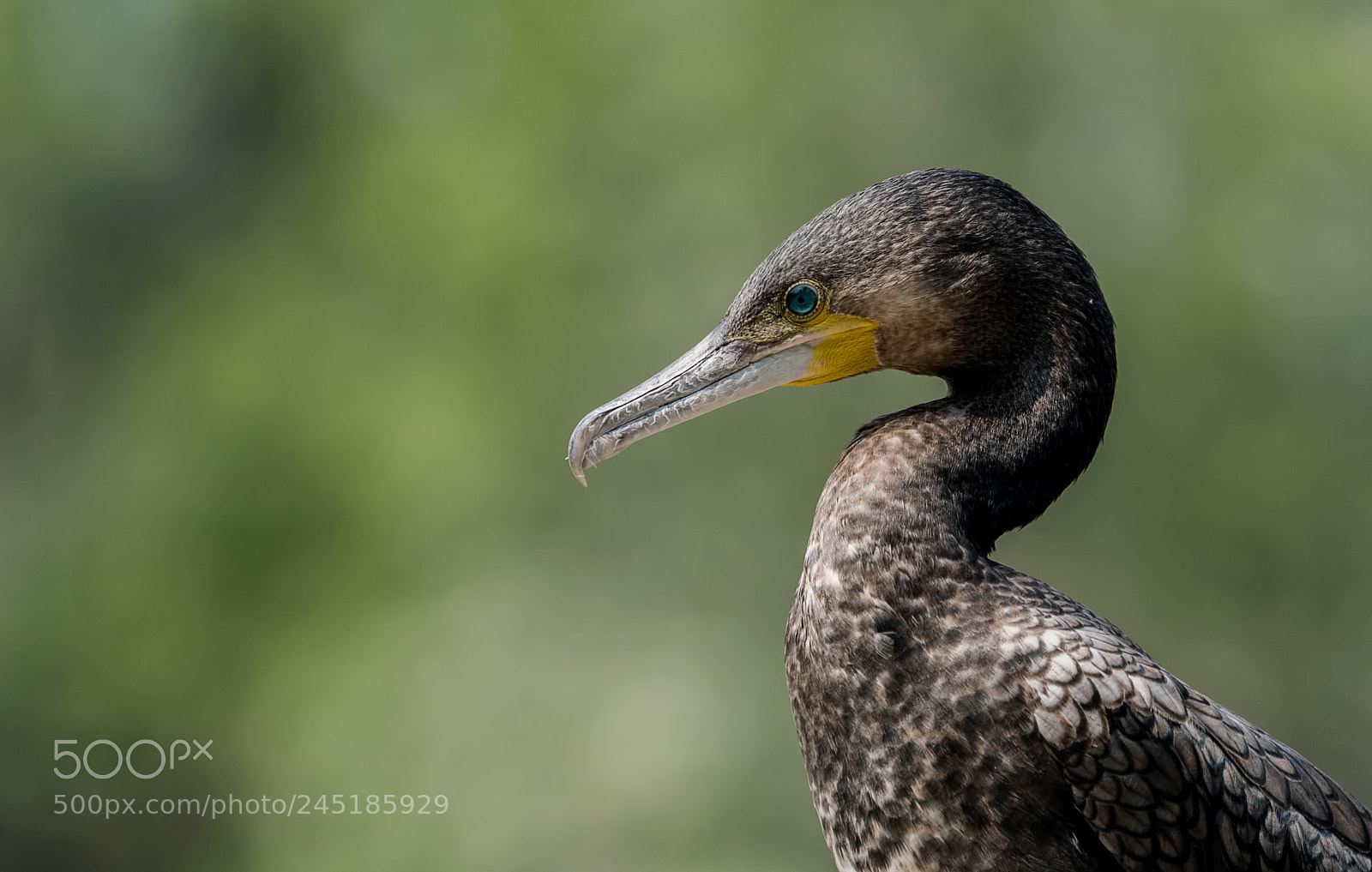 Nikon D500 sample photo. Cormorant portrait photography