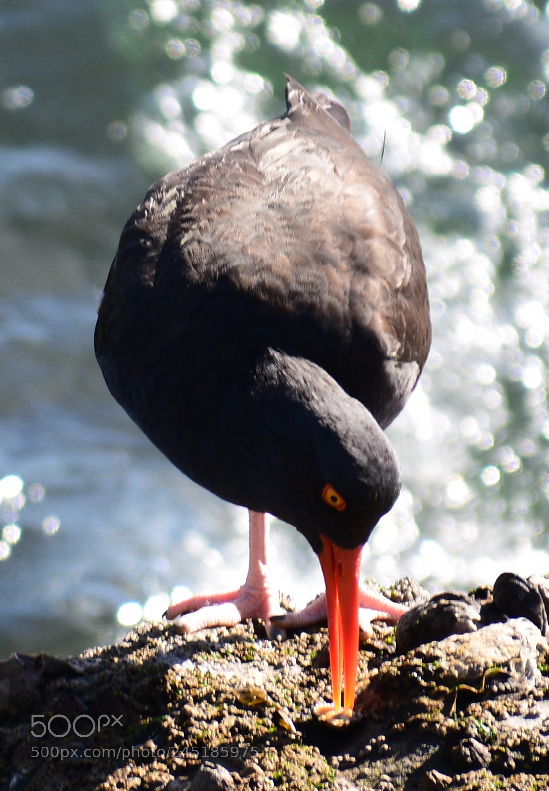 Nikon D7200 sample photo. Black oyster catcher eating photography