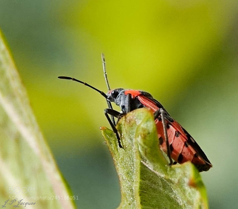 Sony Cyber-shot DSC-RX10 III sample photo. Pyrrhocoris apterus photography
