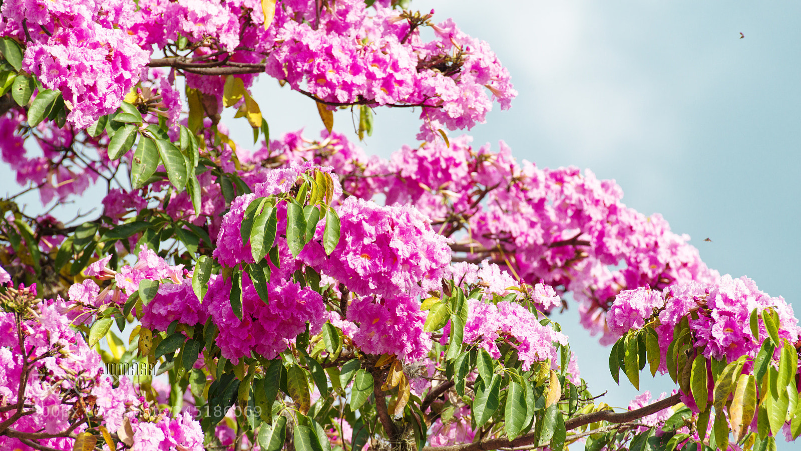 Pentax K-1 sample photo. Color guayacan photography