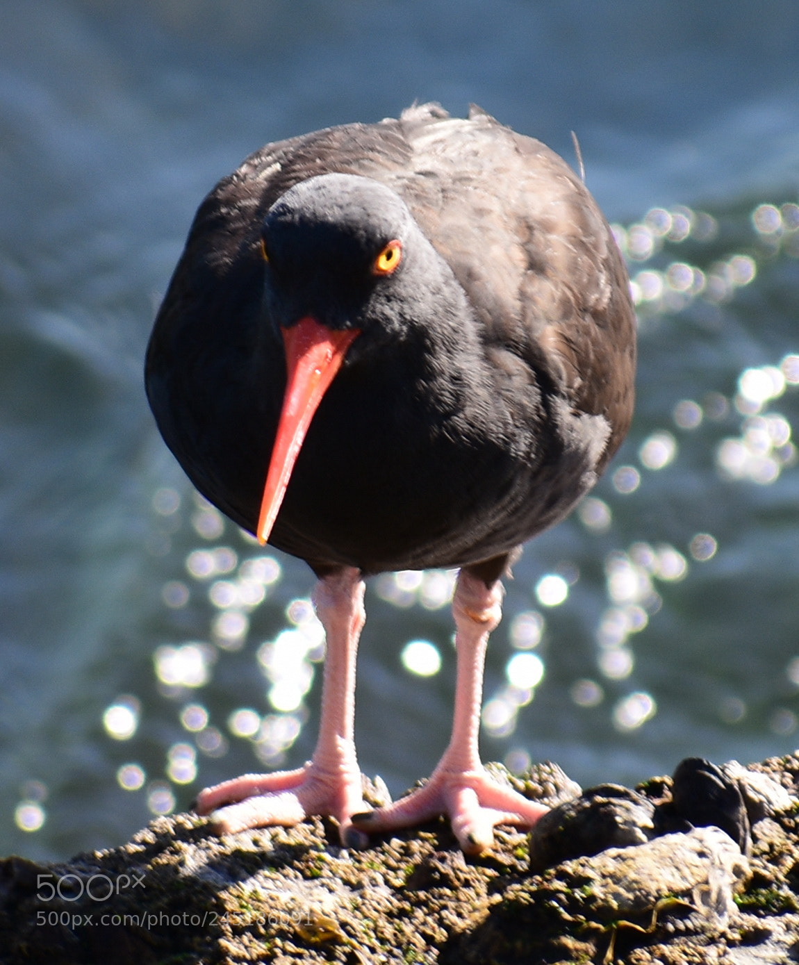 Nikon D7200 sample photo. Black oyster catcher looking photography