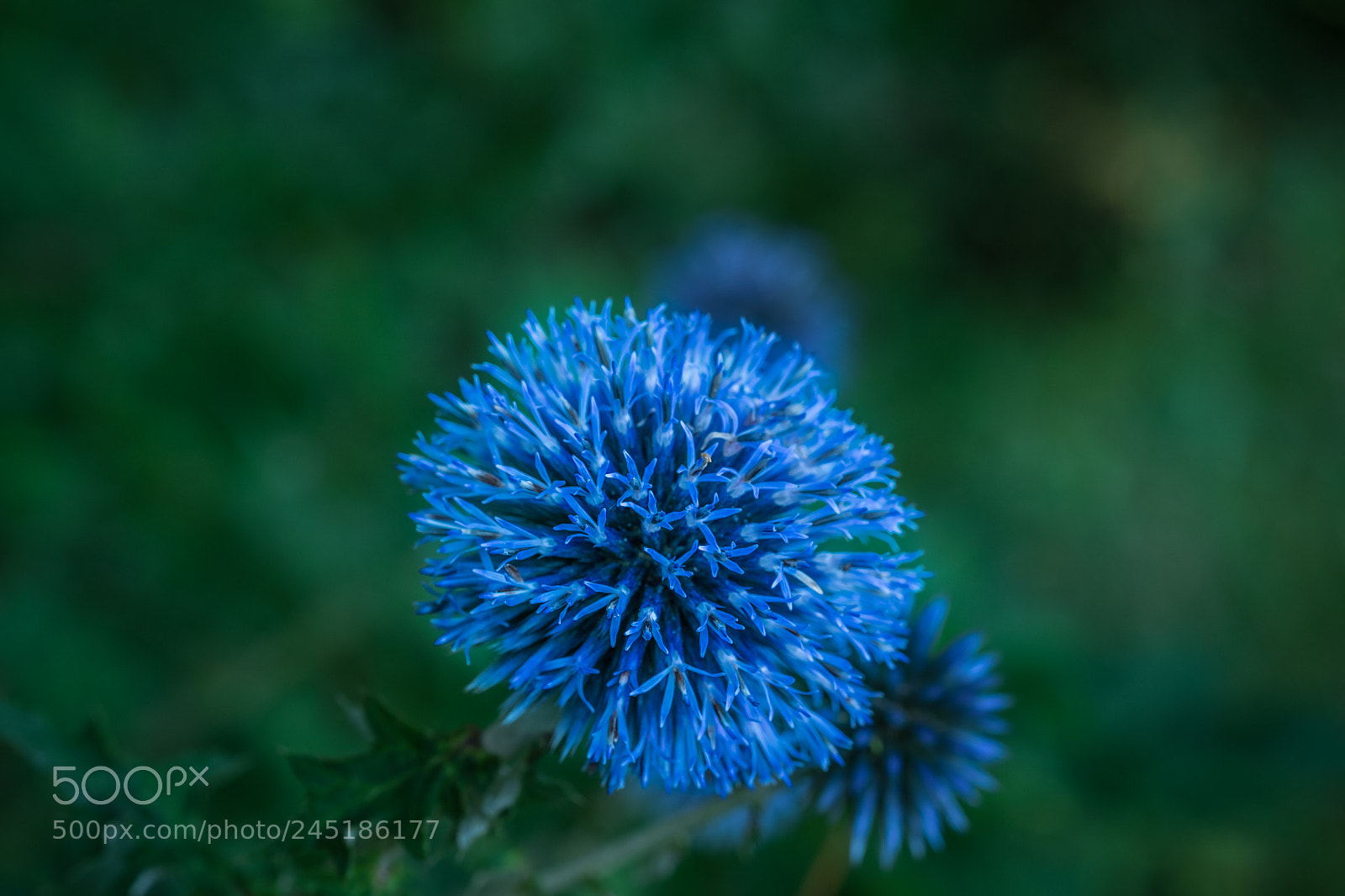 Fujifilm X-T1 sample photo. Ruthenische kugeldistel (echinops ritro) photography