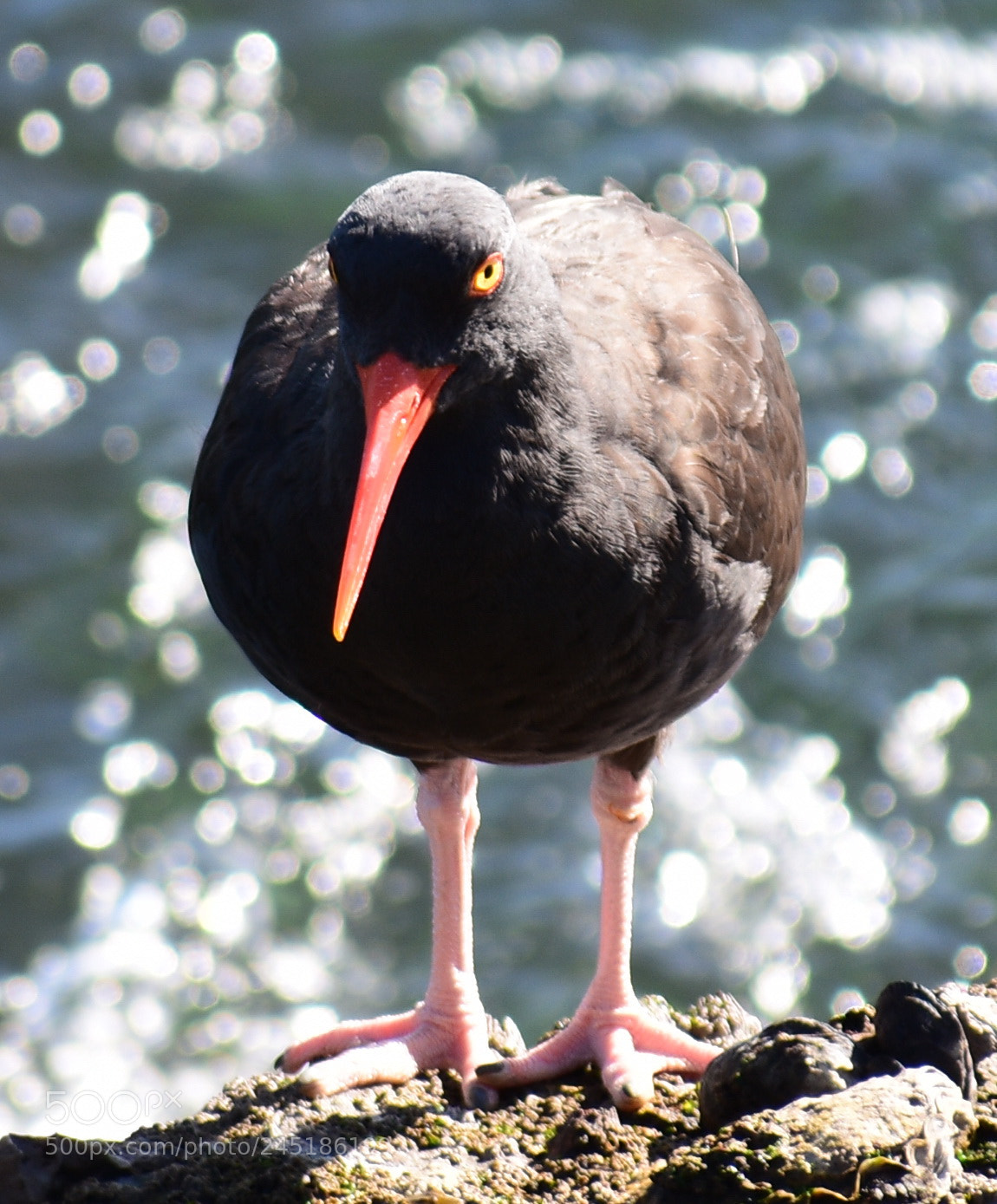 Nikon D7200 sample photo. Black oyster catcher looking photography