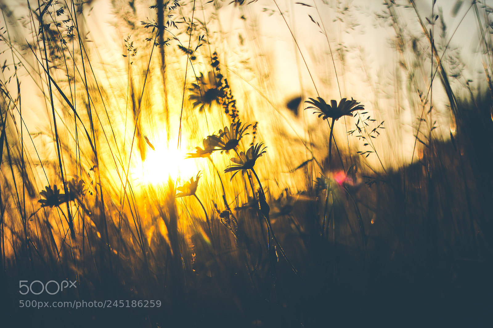 Canon EOS 60D sample photo. Daisy photography
