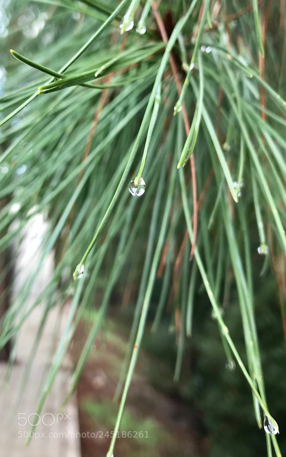 Apple iPhone 7 sample photo. Ya mur sonras photography