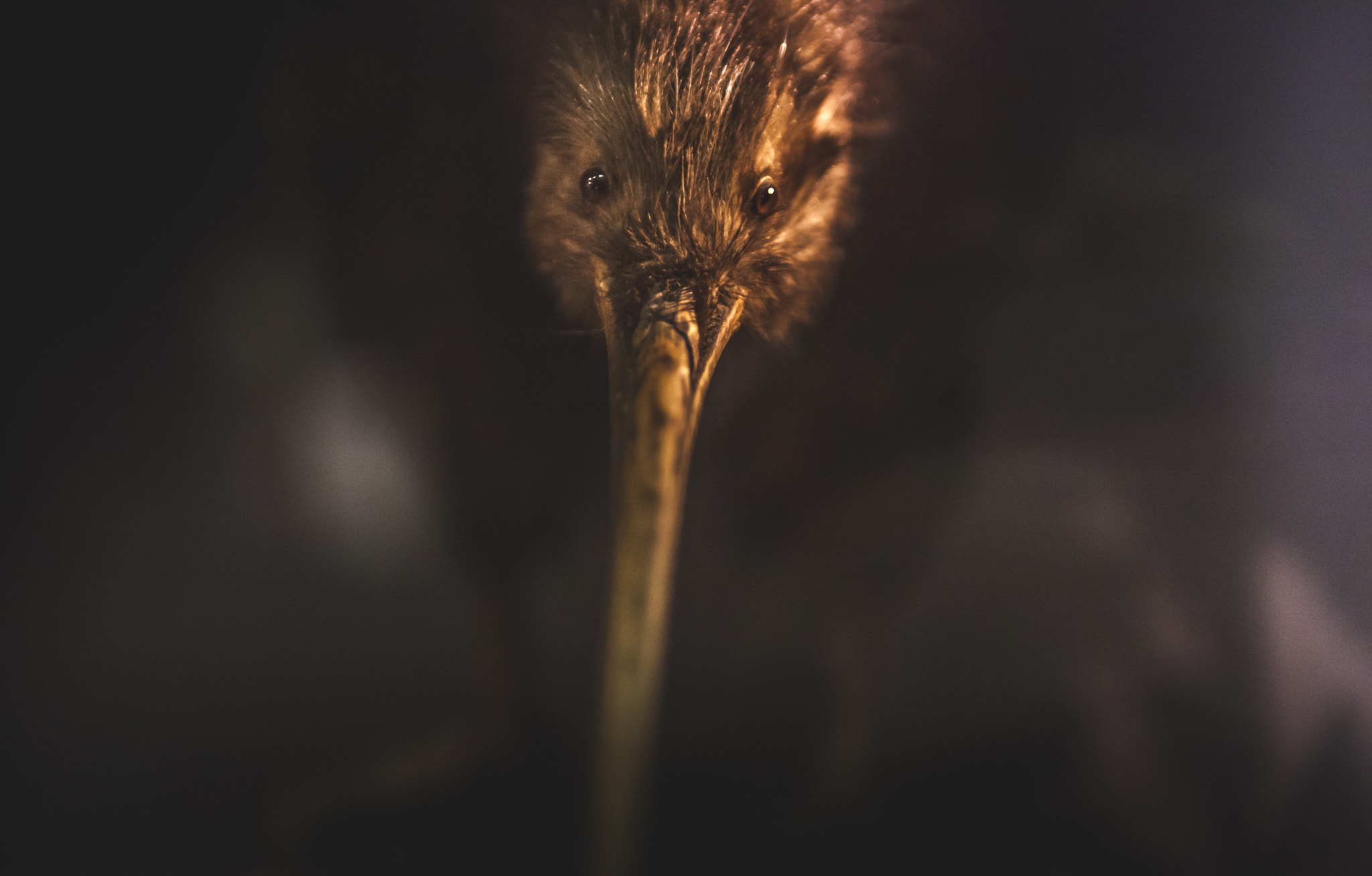 The Bird and Beak