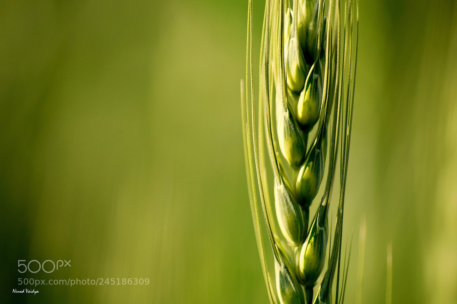 Sony SLT-A58 sample photo. Wheat field photography