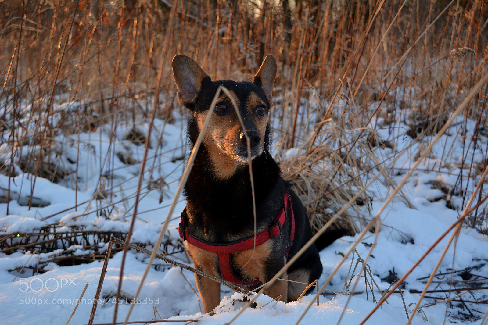 Nikon D5200 sample photo. Rocky photography