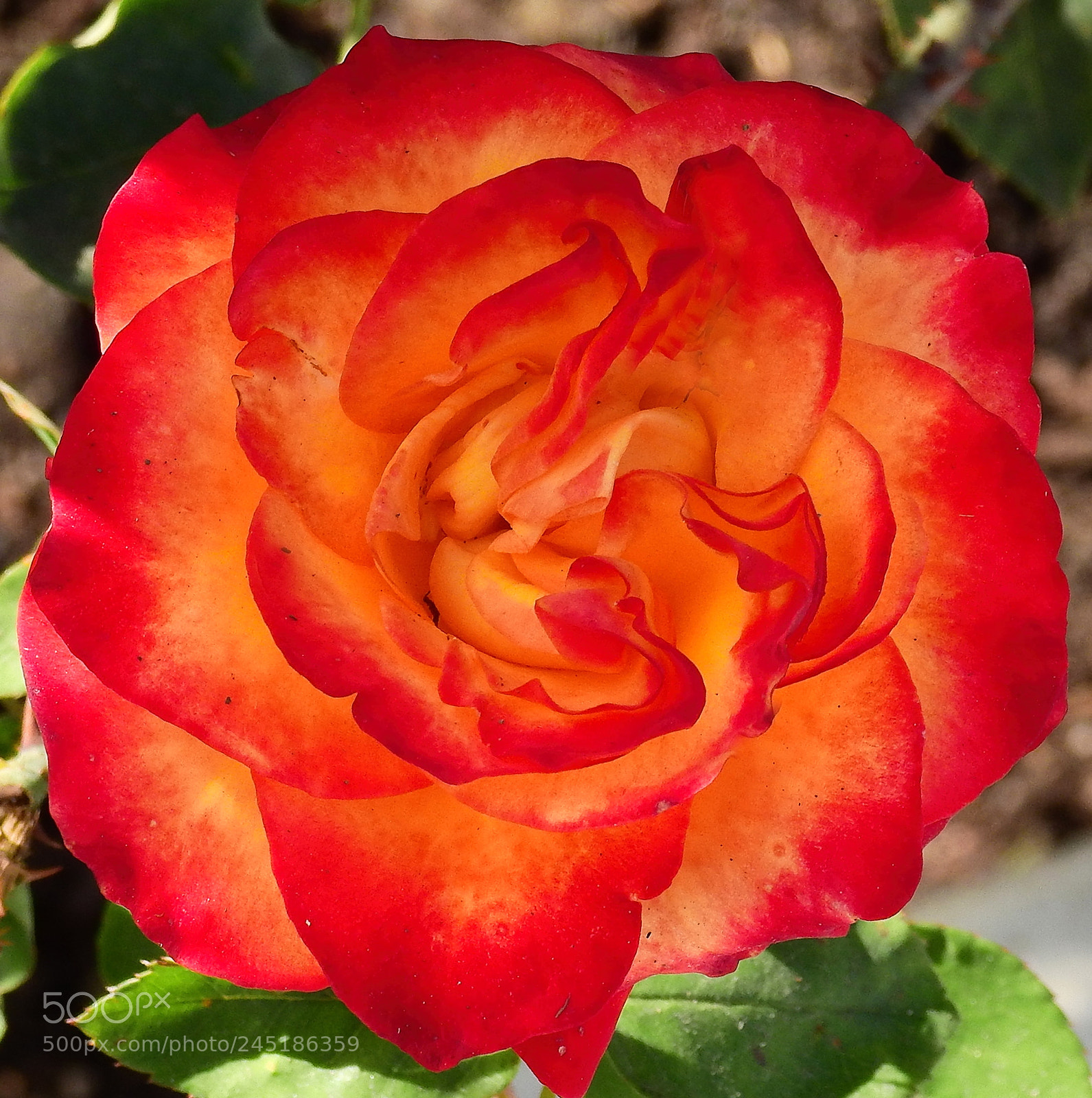 Nikon Coolpix P900 sample photo. Orange and red rose photography