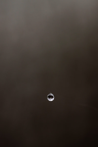 Tamron SP AF 90mm F2.8 Di Macro sample photo. Hovering photography