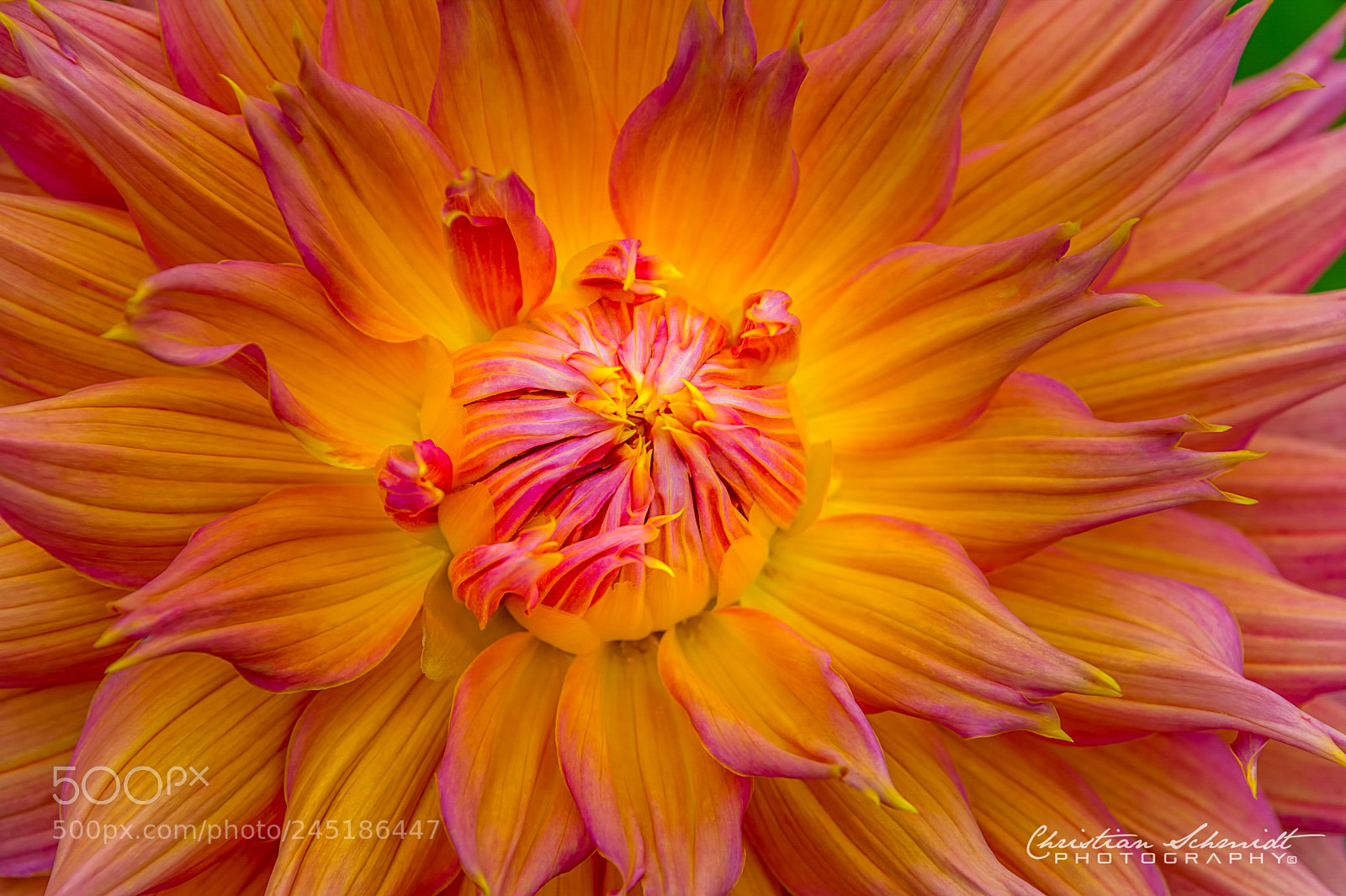 Nikon D7100 sample photo. Dahlia "omega" photography